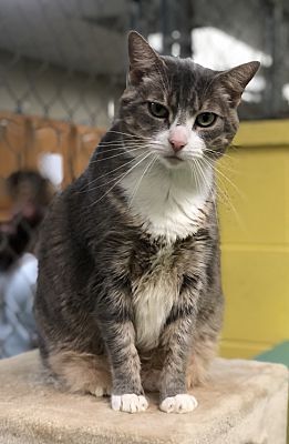 Sahara, Adoptable, Adult Female Dilute Calico.