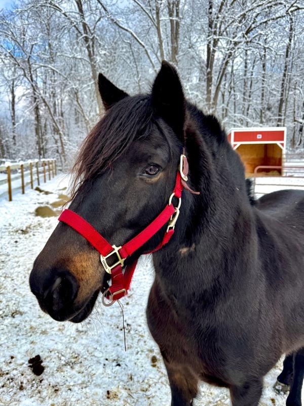 Odie, Adoptable, Senior Male Mustang.