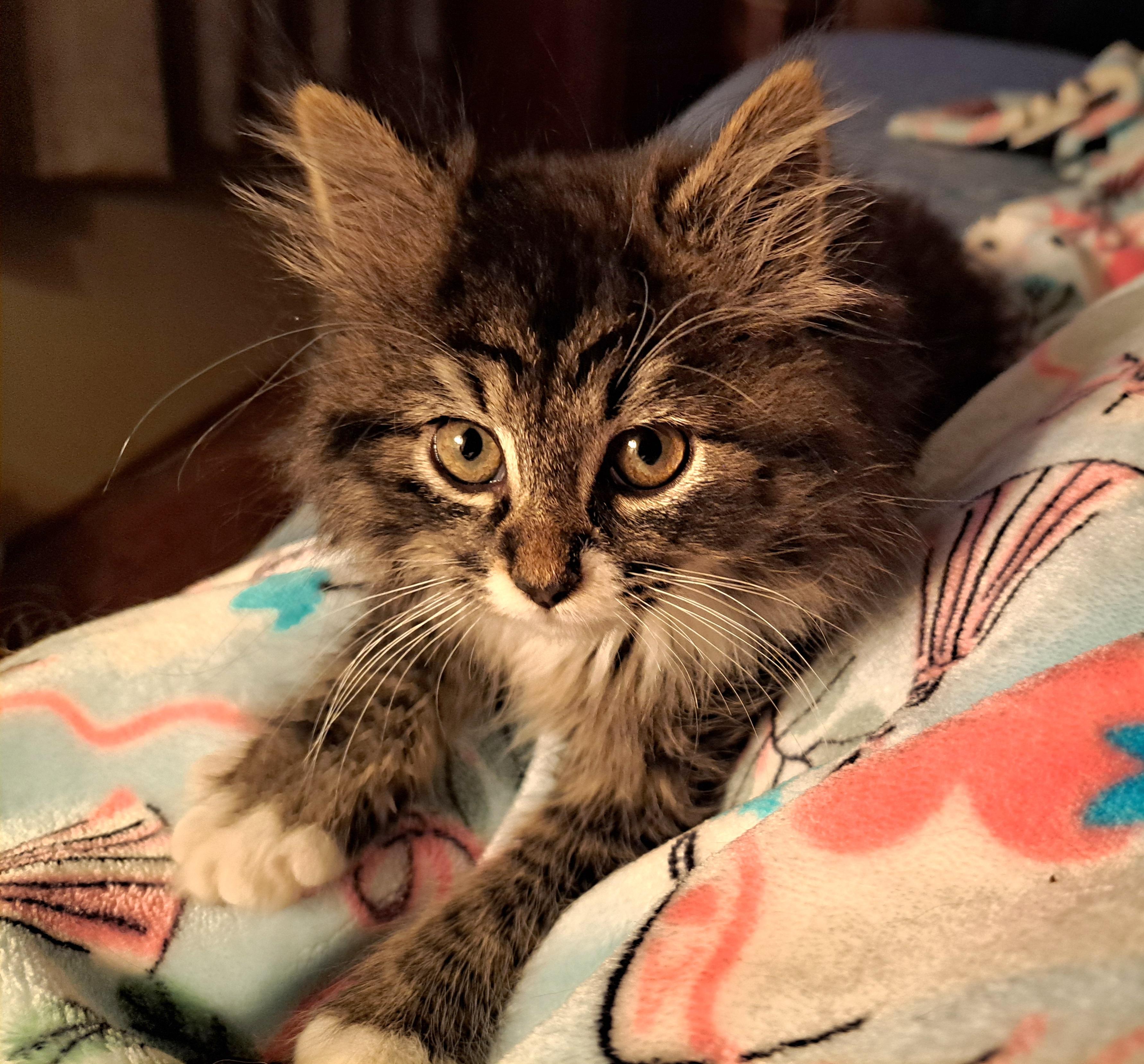 Enlarge Molly, an adopted mixed breed in Granite Falls, NC image 3/6