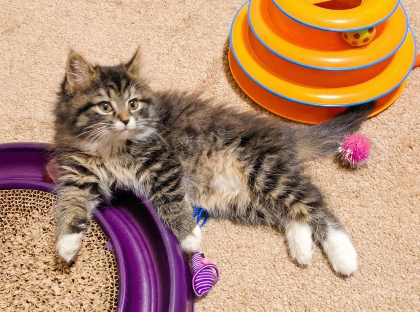 Enlarge Molly, an adopted mixed breed in Granite Falls, NC image 4/6