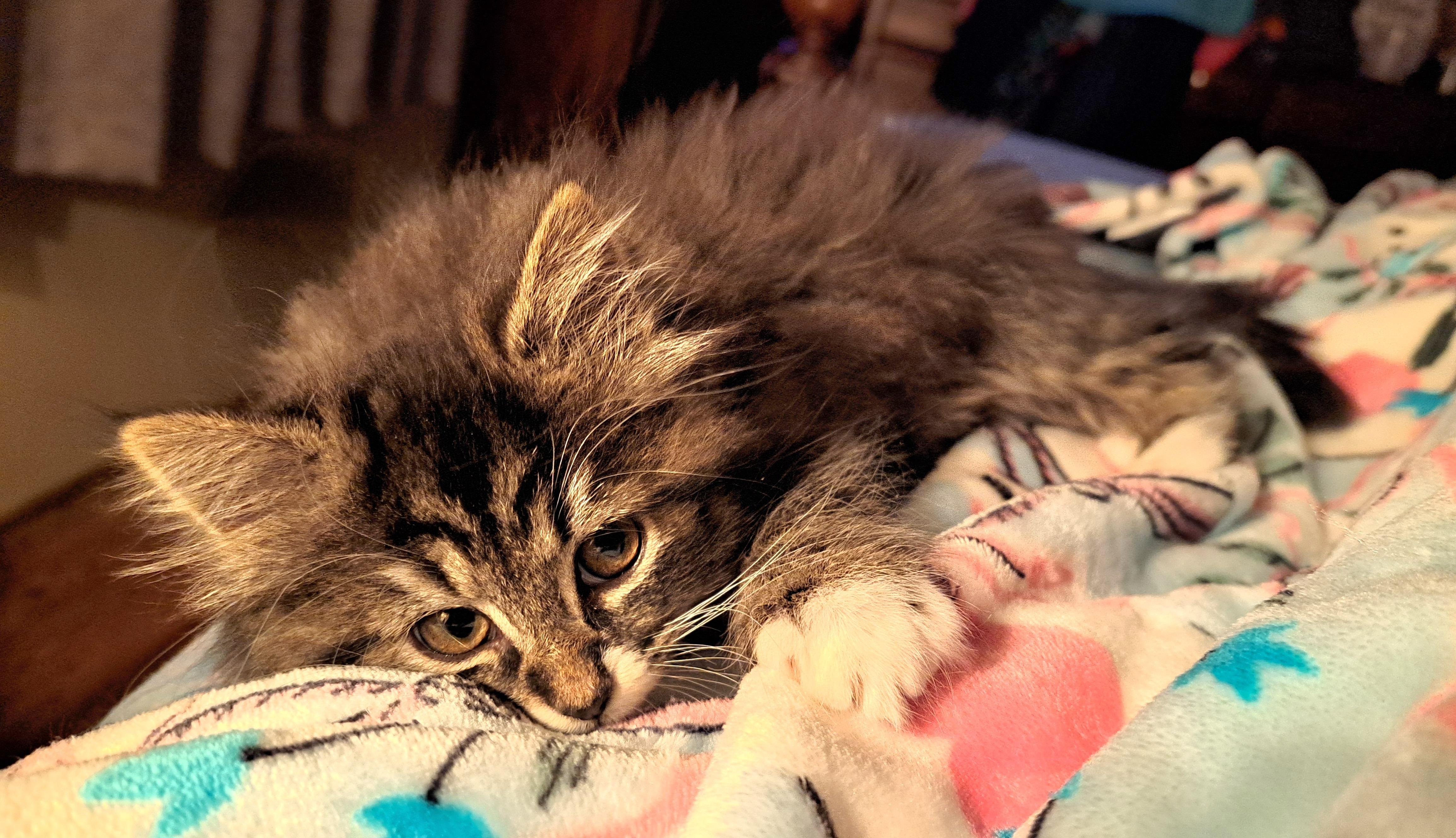 Enlarge Molly, an adopted mixed breed in Granite Falls, NC image 6/6