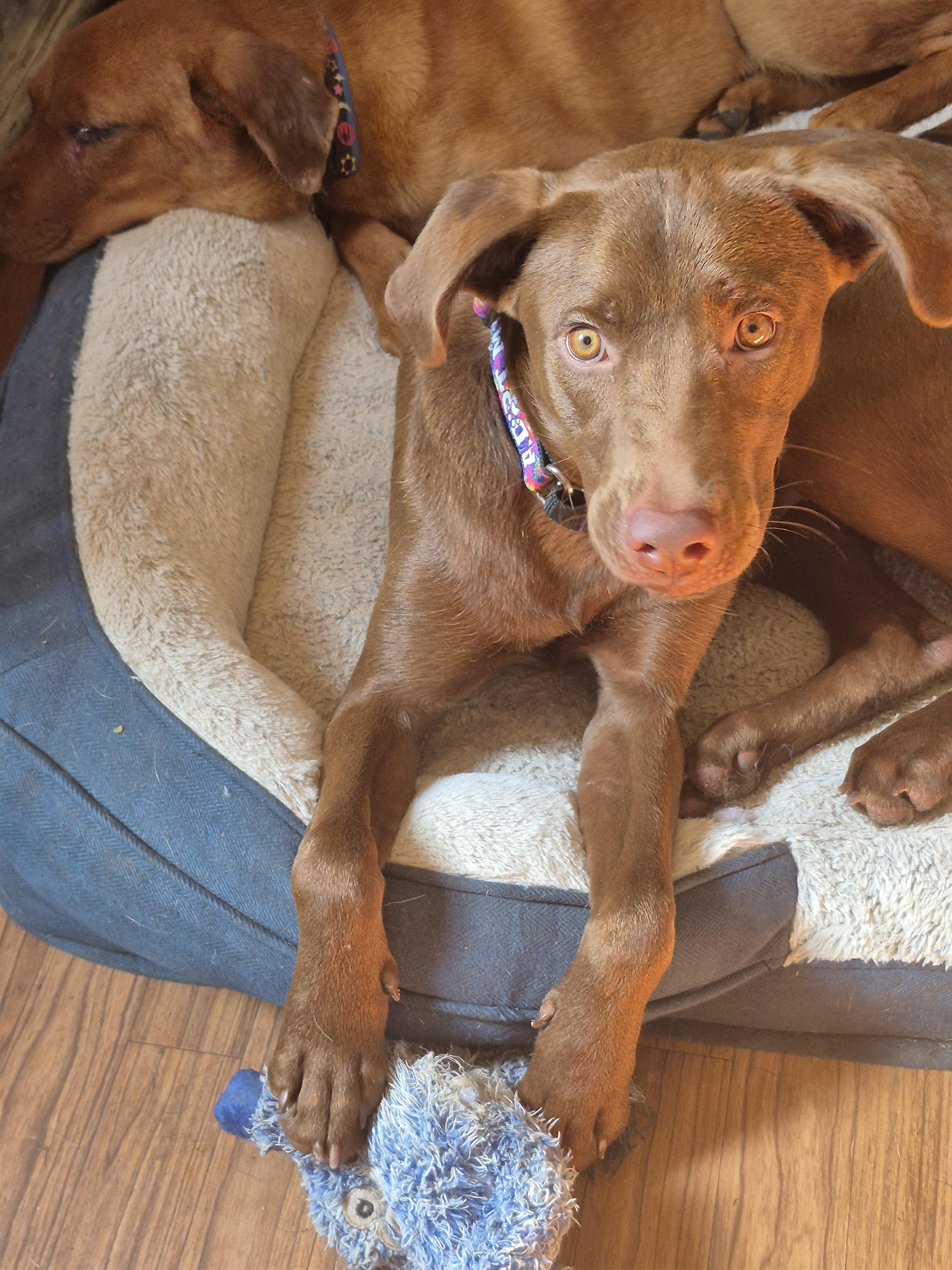 Cinnamon, a ADOPTABLE Chocolate Labrador Retriever in Byron, IL image 3/5