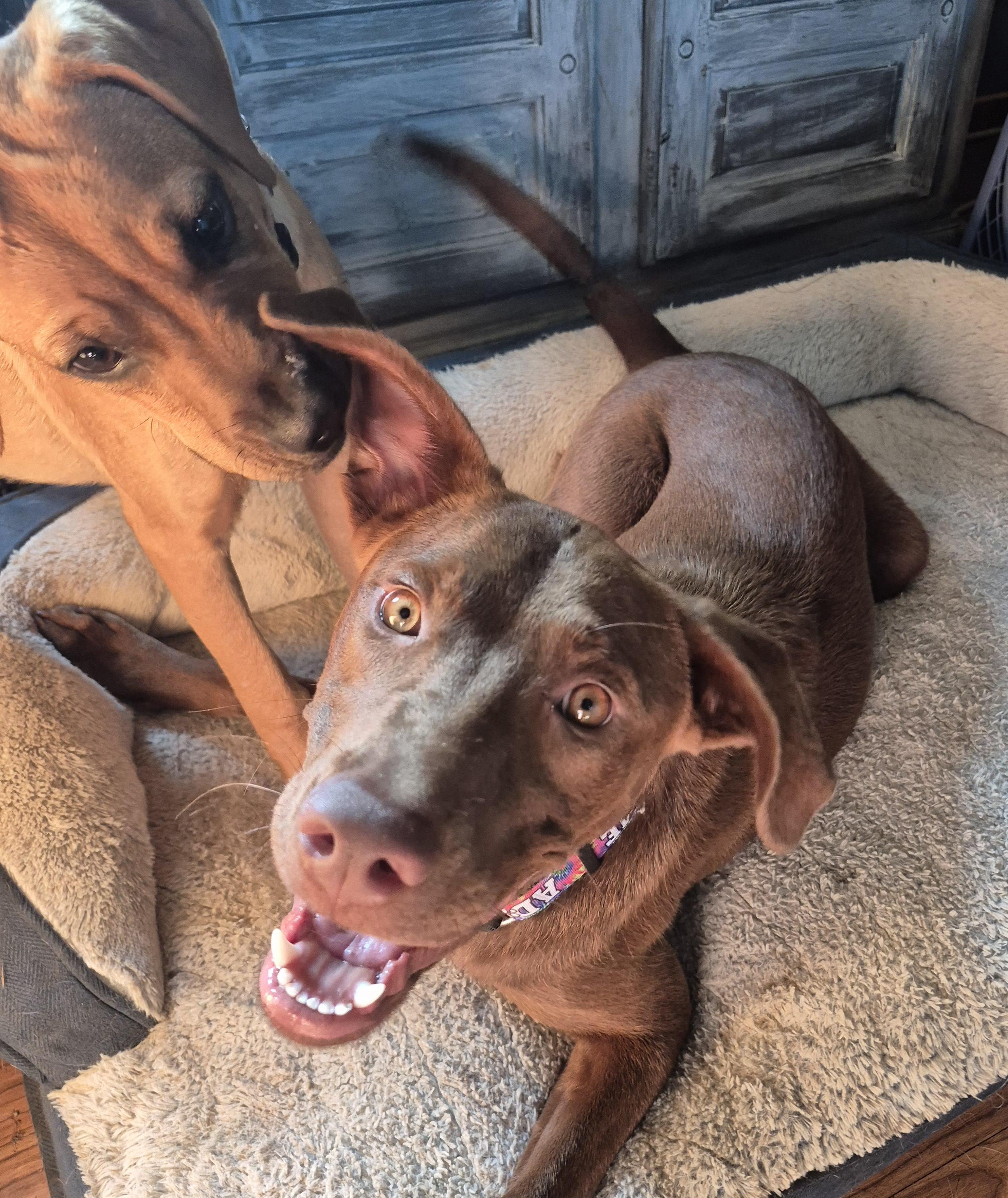 Cinnamon, a ADOPTABLE Chocolate Labrador Retriever in Byron, IL image 4/5