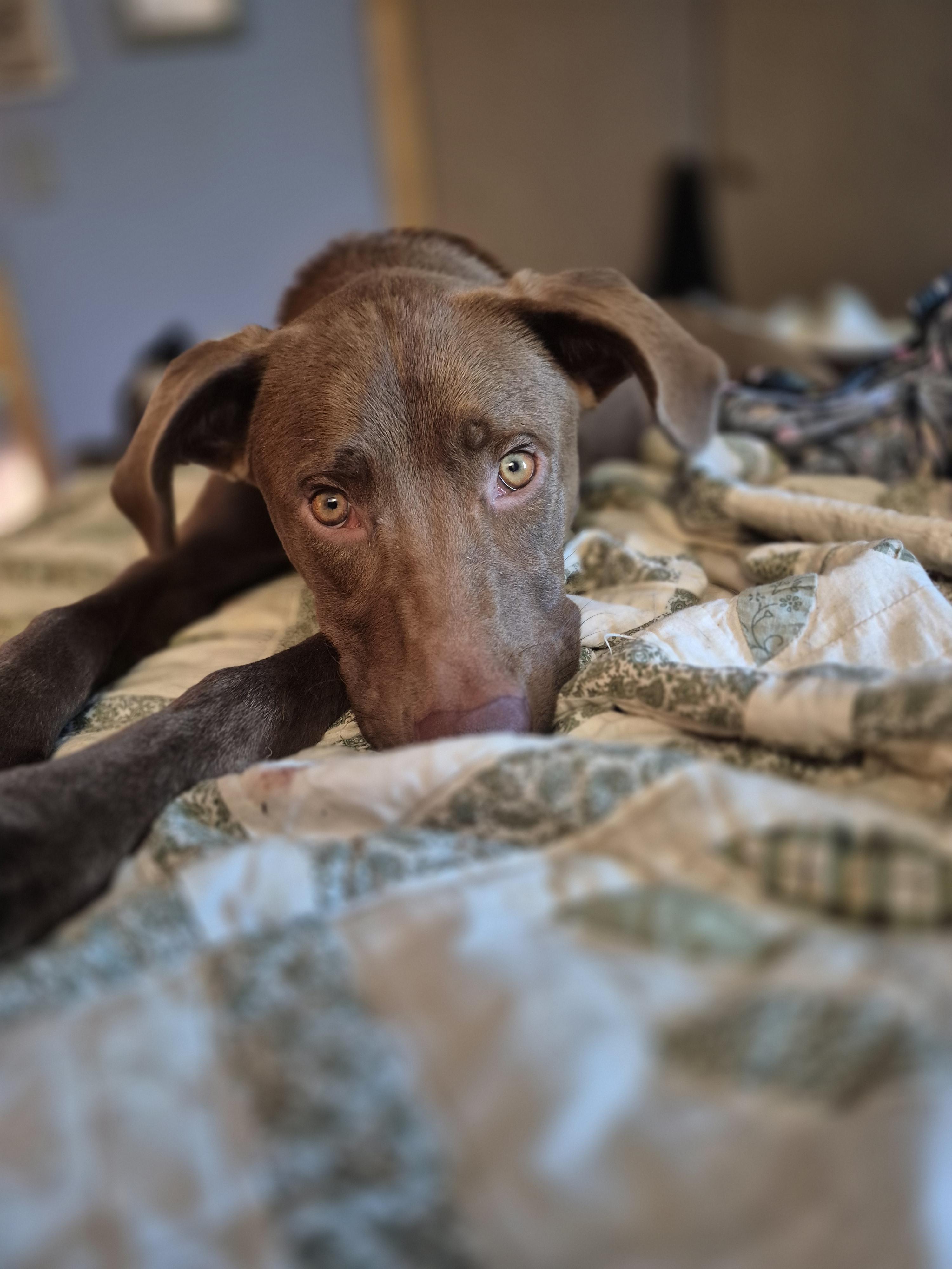 Cinnamon, a ADOPTABLE Chocolate Labrador Retriever in Byron, IL image 5/5
