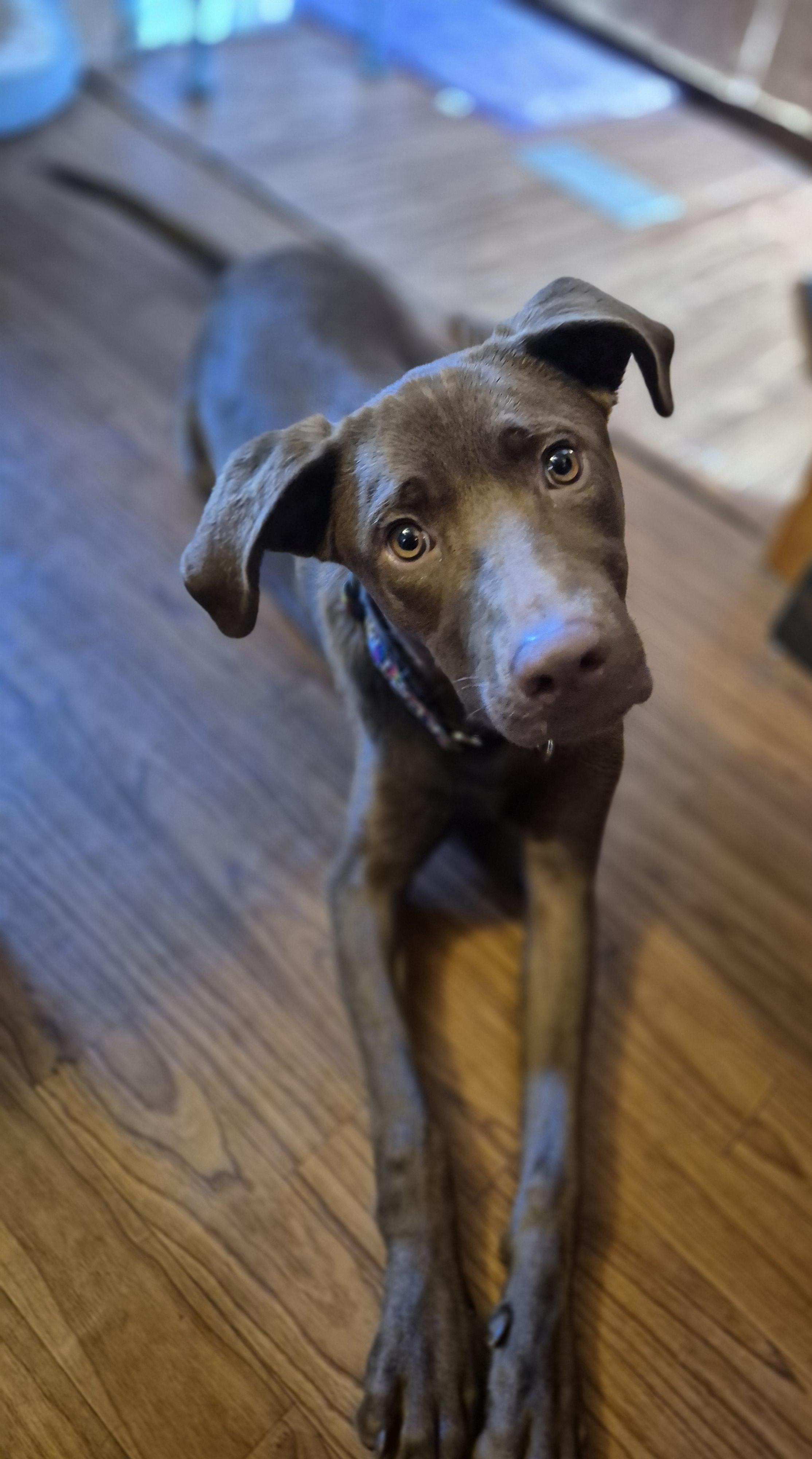 Cinnamon, ADOPTABLE, Young Female Chocolate Labrador Retriever.
