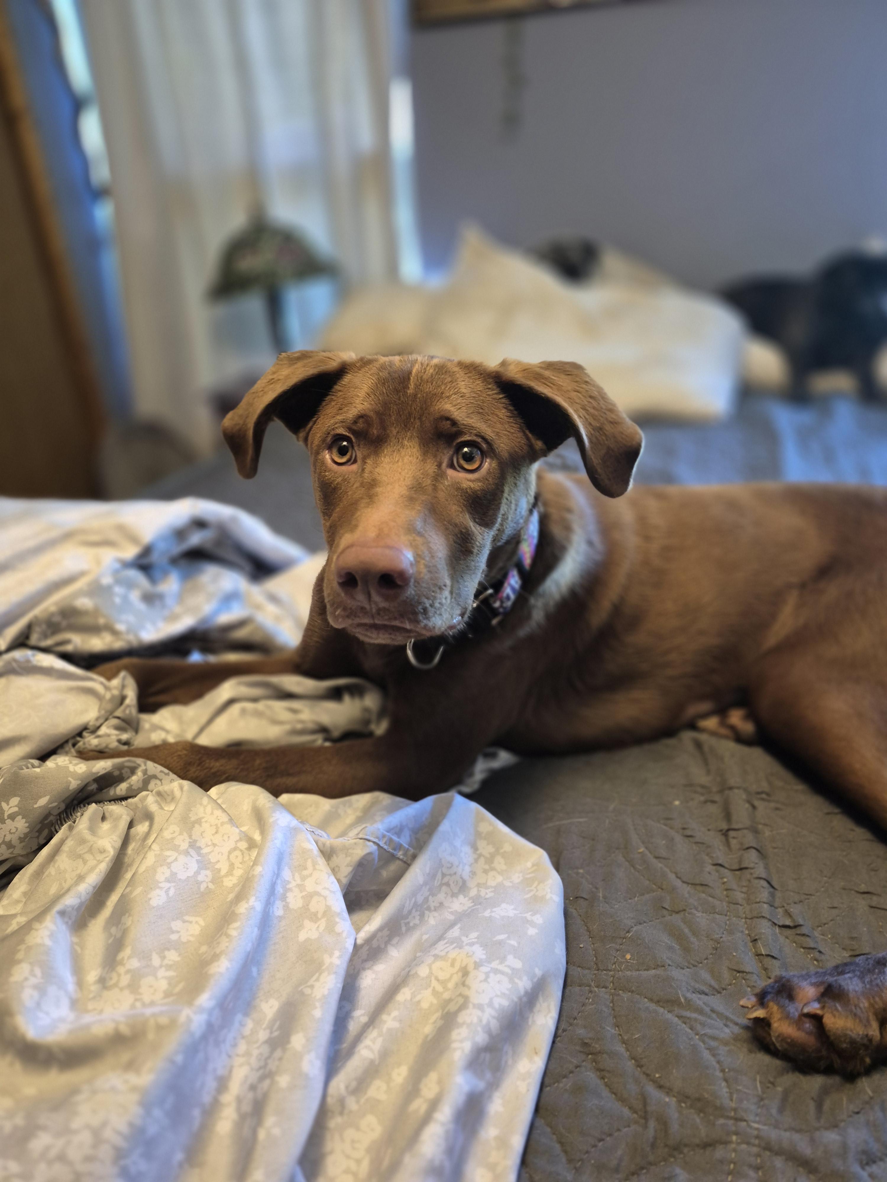 Cinnamon, a ADOPTABLE Chocolate Labrador Retriever in Byron, IL image 2/5