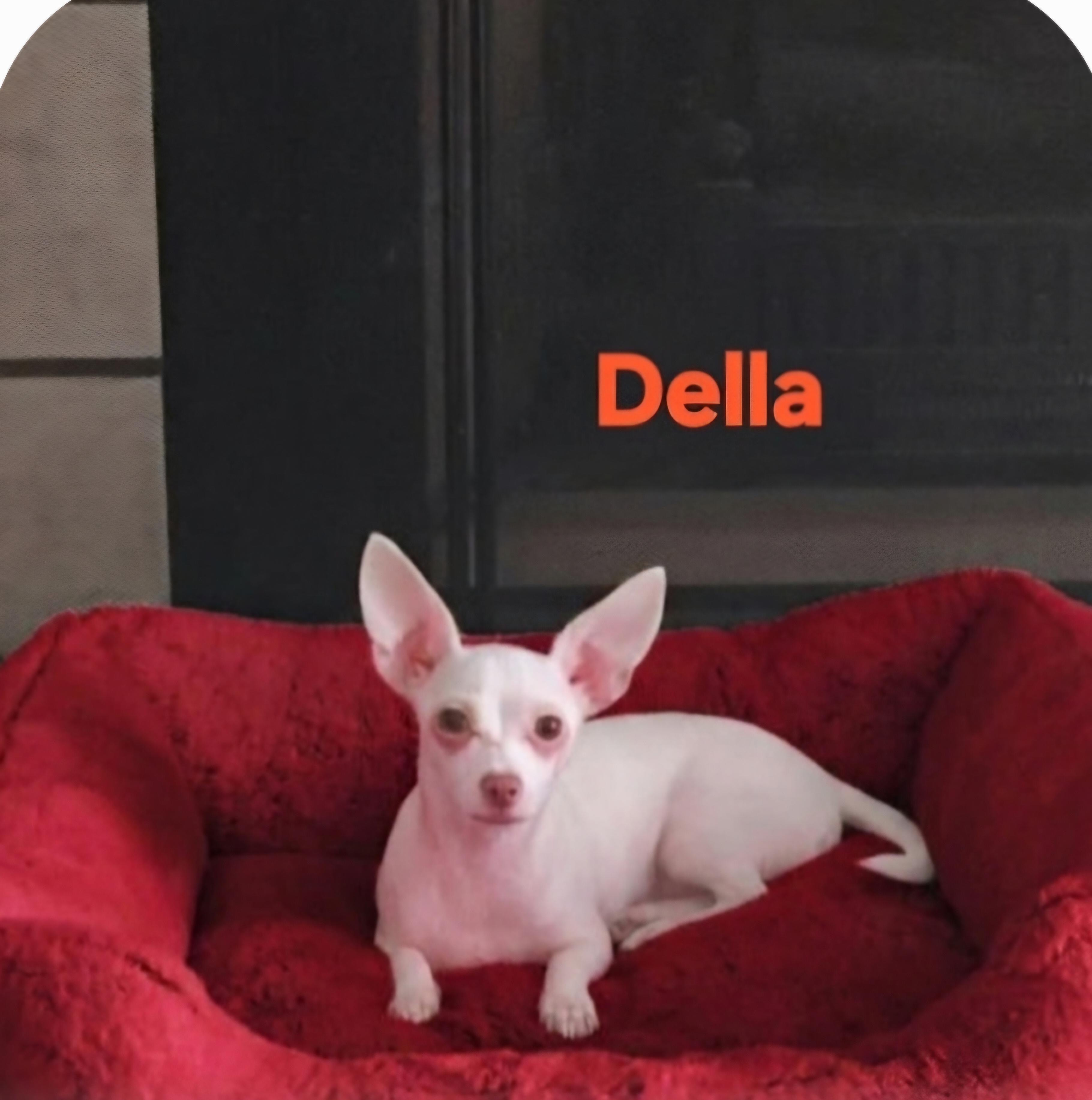 Della, ADOPTABLE, Puppy Female Chihuahua.