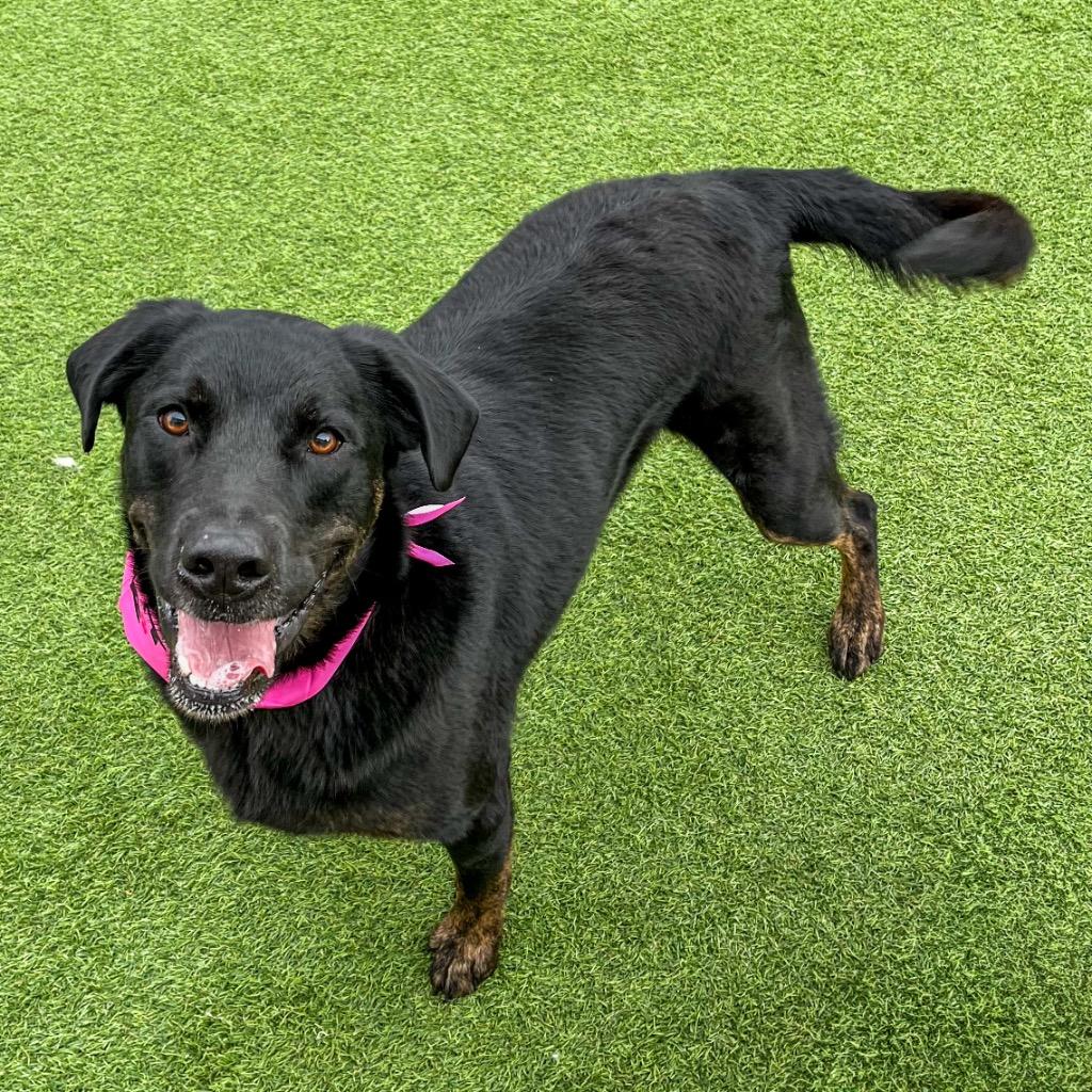 Zoe, Adoptable, Adult Female Labrador Retriever & Rottweiler.