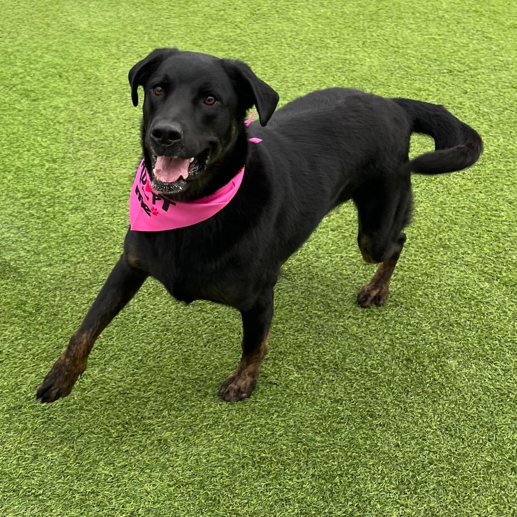 Zoe, a Adoptable mixed breed in Little Rock, AR image 2/5