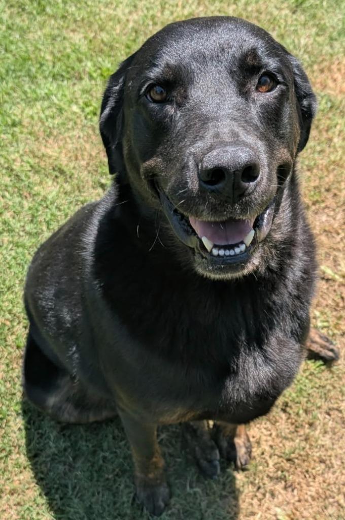Zoe, a Adoptable mixed breed in Little Rock, AR image 3/5