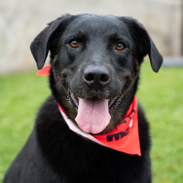 Zoe, a Adoptable mixed breed in Little Rock, AR image 4/5