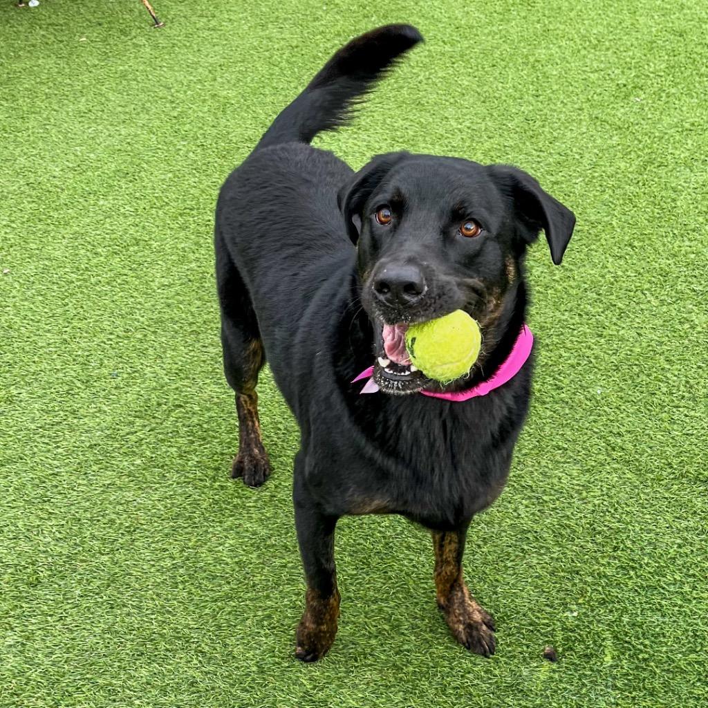 Zoe, a Adoptable mixed breed in Little Rock, AR image 5/5