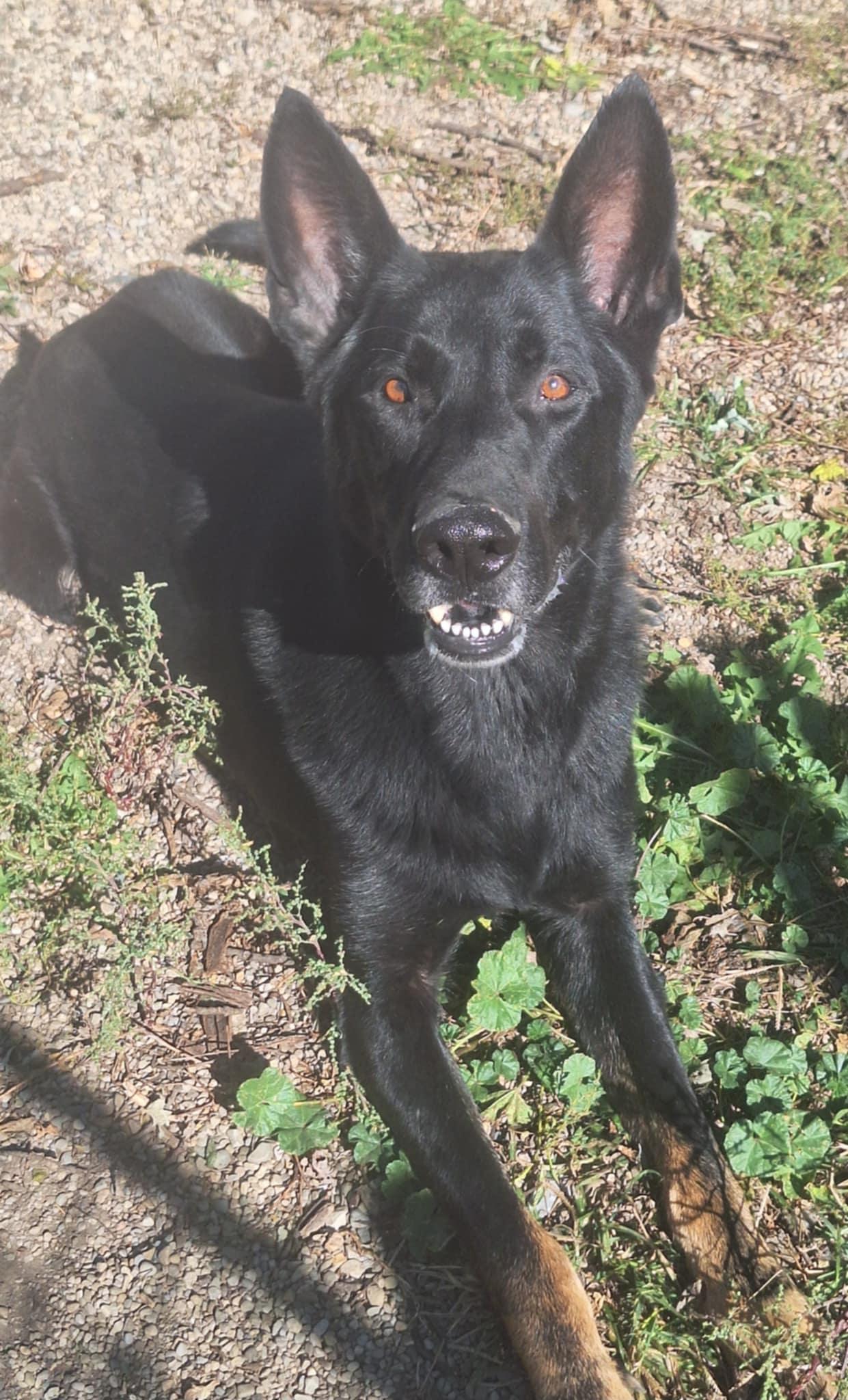 Luka, a Adoptable German Shepherd Dog in Anderson, IN image 5/5