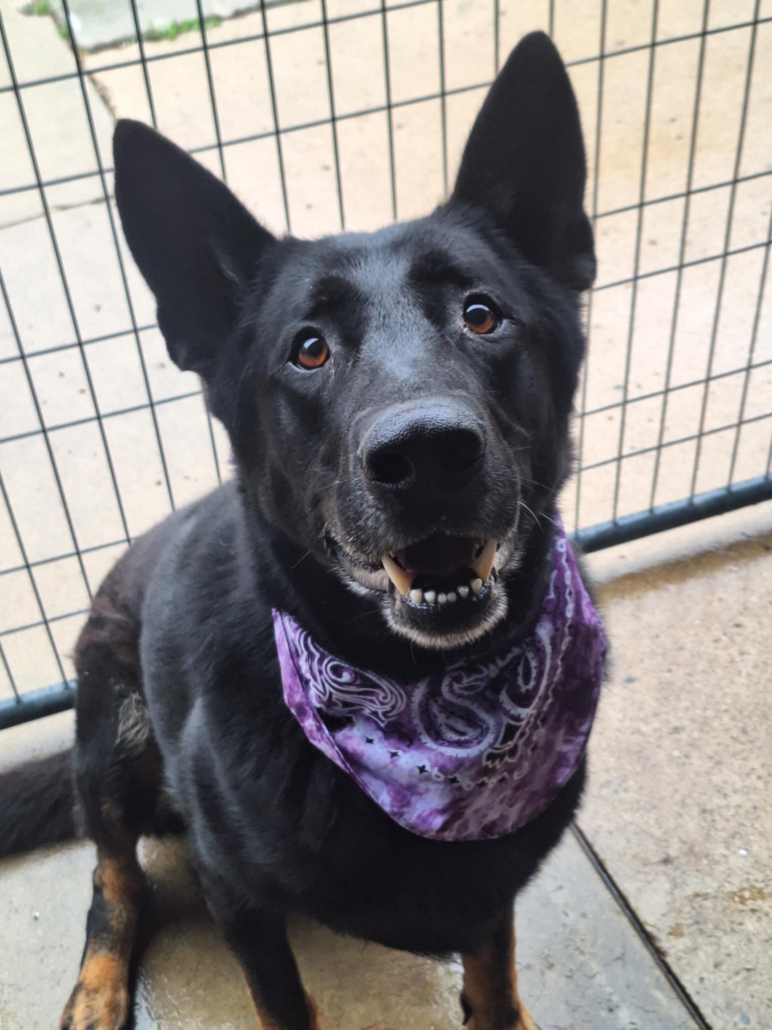 Luka, a Adoptable German Shepherd Dog in Anderson, IN image 1/5