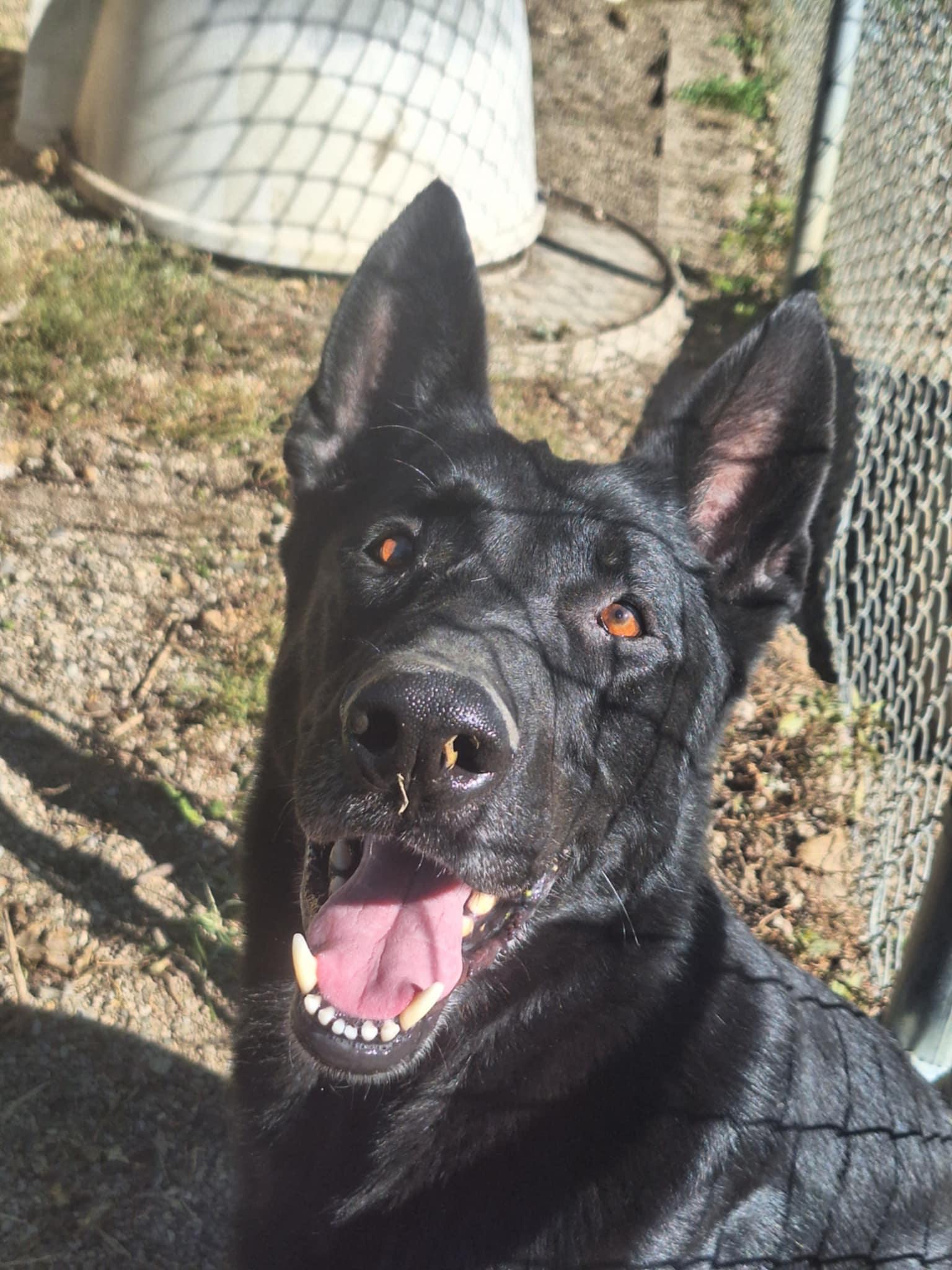 Luka, a Adoptable German Shepherd Dog in Anderson, IN image 4/5