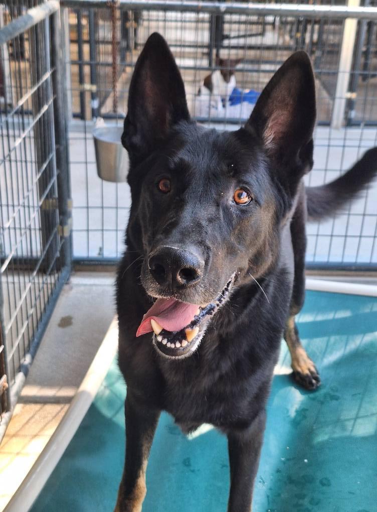 Luka, a Adoptable German Shepherd Dog in Anderson, IN image 2/5