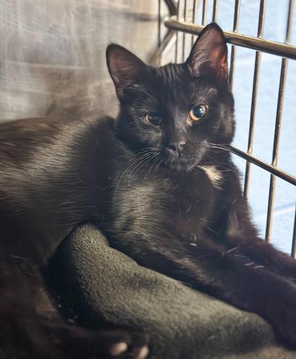 Enlarge Tina, a Adoptable mixed breed in Jamestown, NY image 1/3