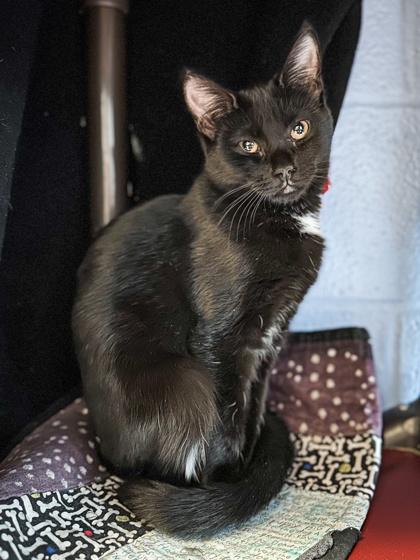 Enlarge Tina, a Adoptable mixed breed in Jamestown, NY image 2/3