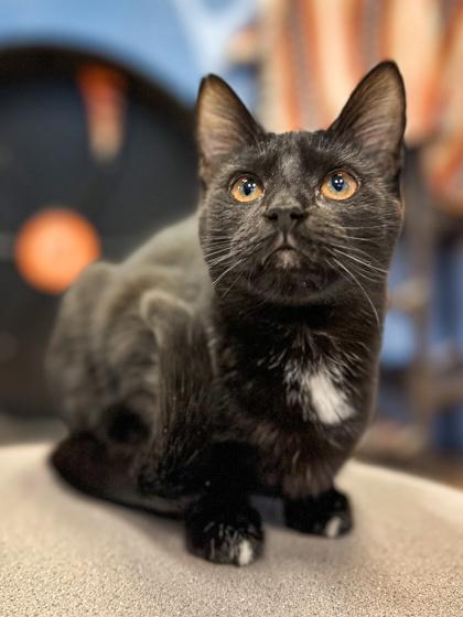 Enlarge Tina, a Adoptable mixed breed in Jamestown, NY image 3/3