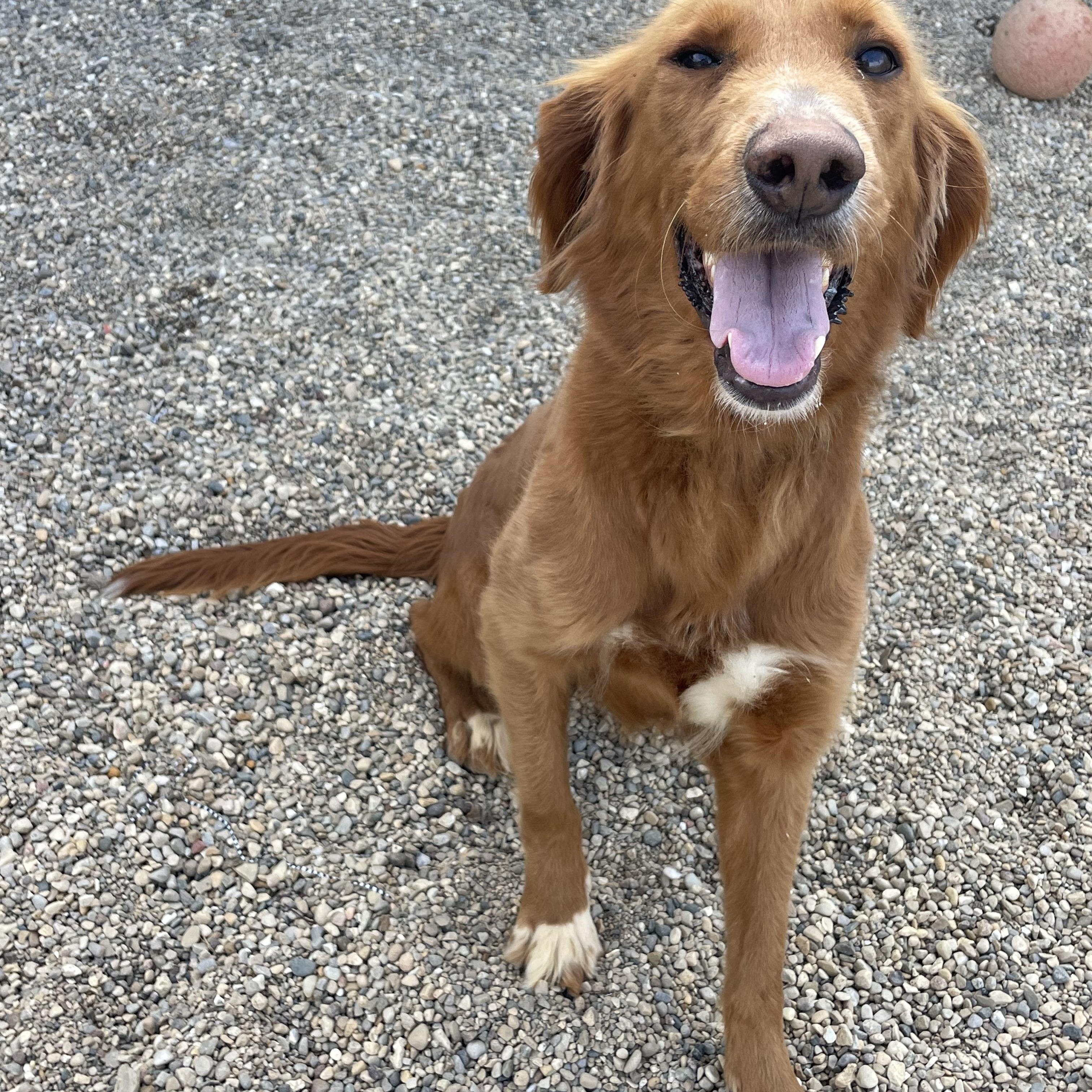 Enlarge Willow, an adopted mixed breed in Lacon, IL image 6/6