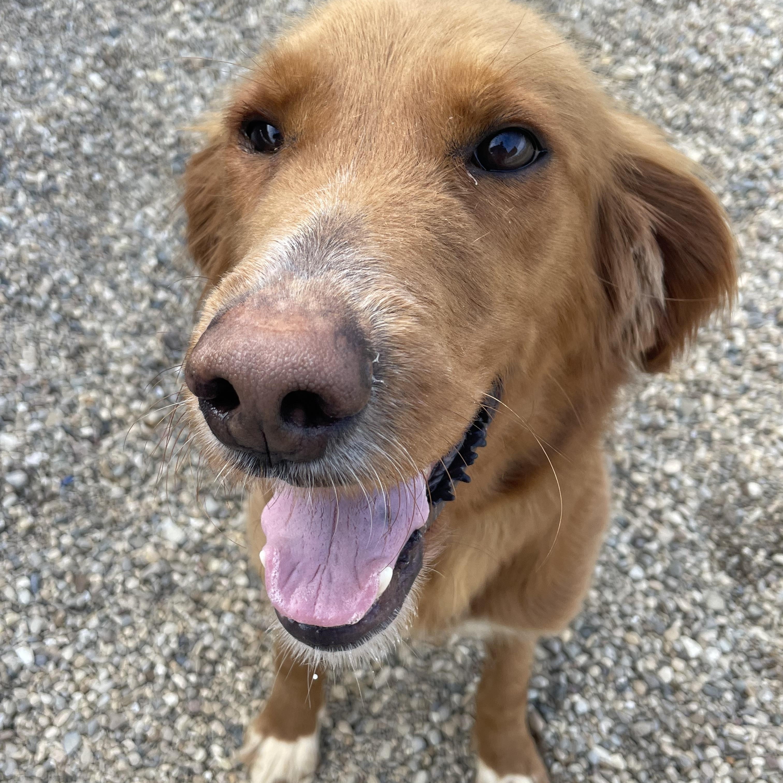 Enlarge Willow, an adopted mixed breed in Lacon, IL image 2/6