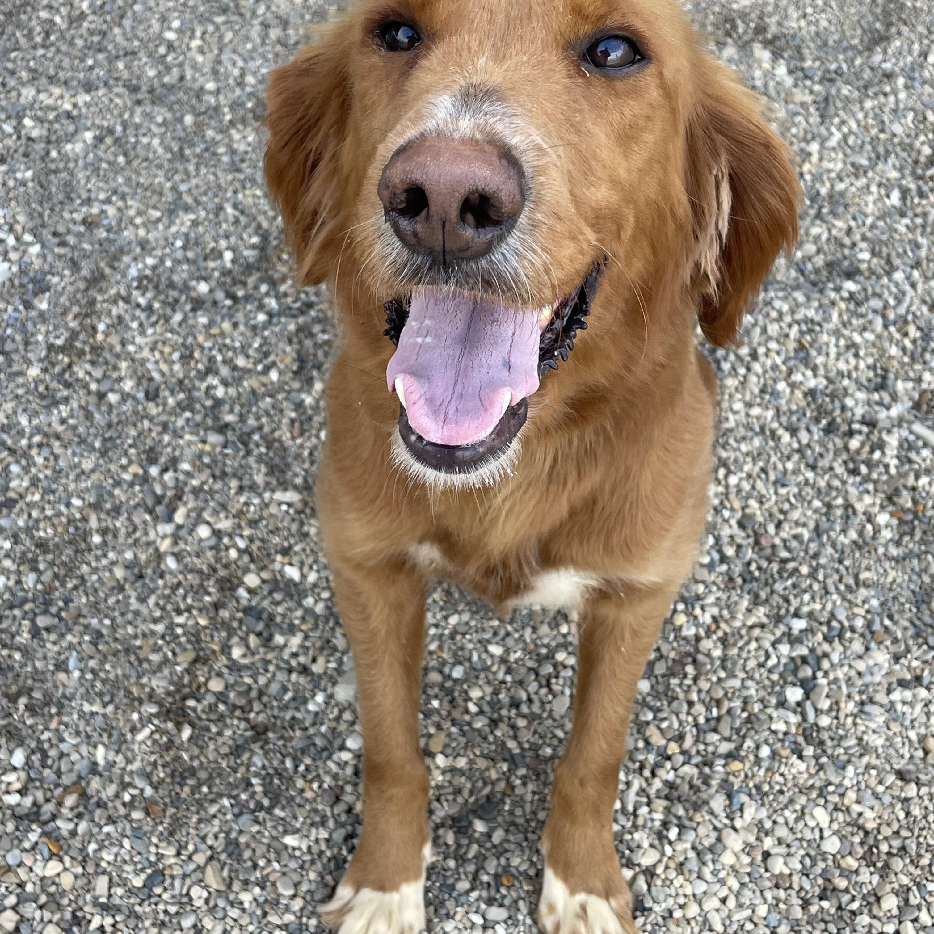 Enlarge Willow, an adopted mixed breed in Lacon, IL image 3/6
