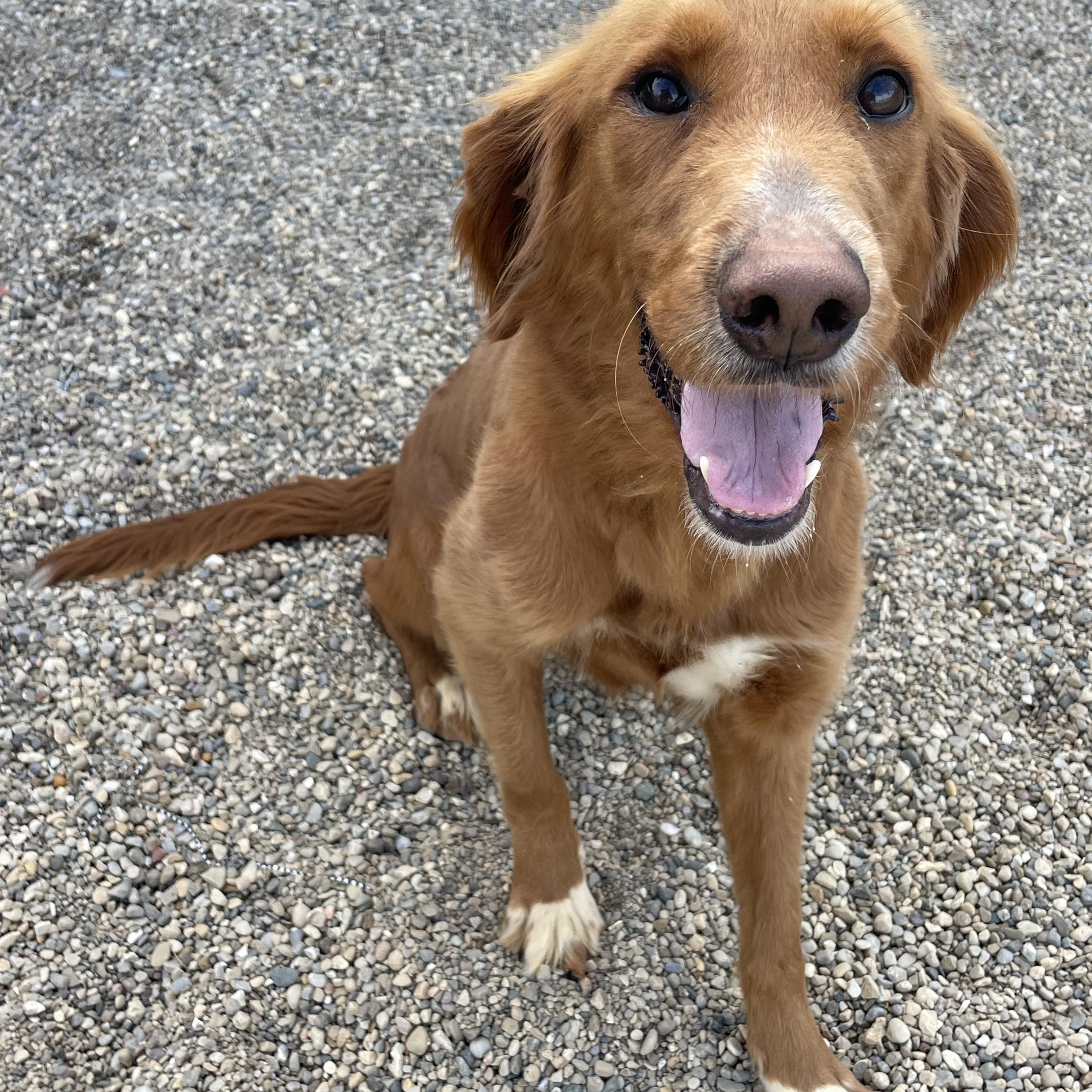 Enlarge Willow, an adopted mixed breed in Lacon, IL image 5/6