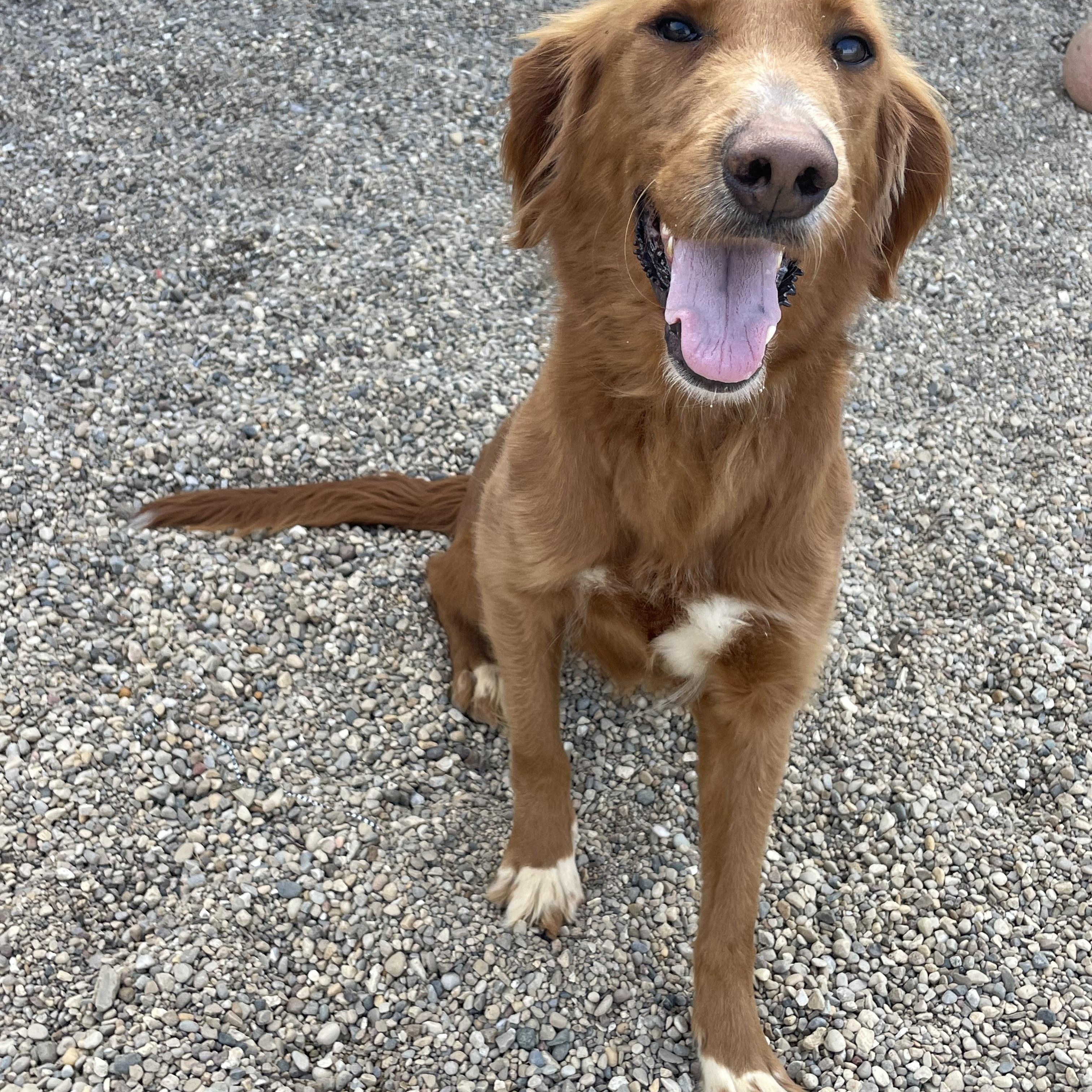 Willow, adopted, Adult Female Irish Setter & Golden Retriever.