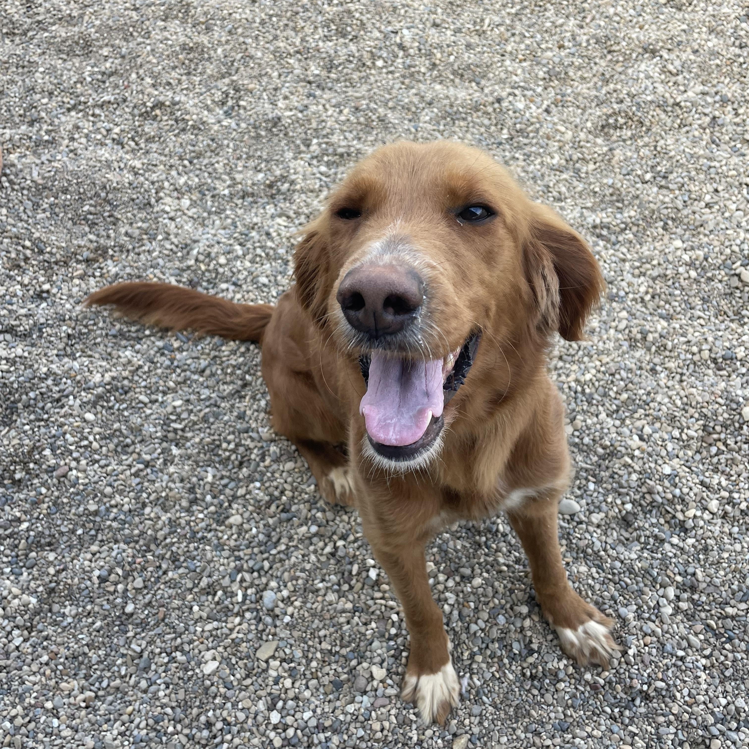 Enlarge Willow, an adopted mixed breed in Lacon, IL image 4/6