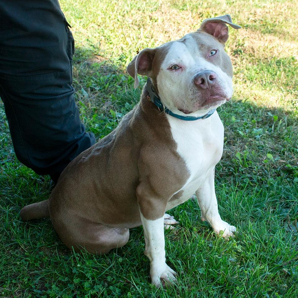 Bilbo Waggins, Adoptable, Adult Male Pit Bull Terrier.