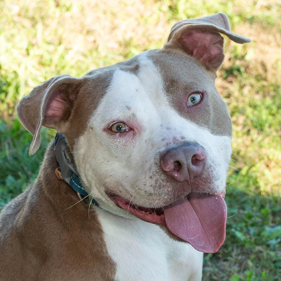 Enlarge Bilbo Waggins, a Adoptable mixed breed in Troy, OH image 3/3