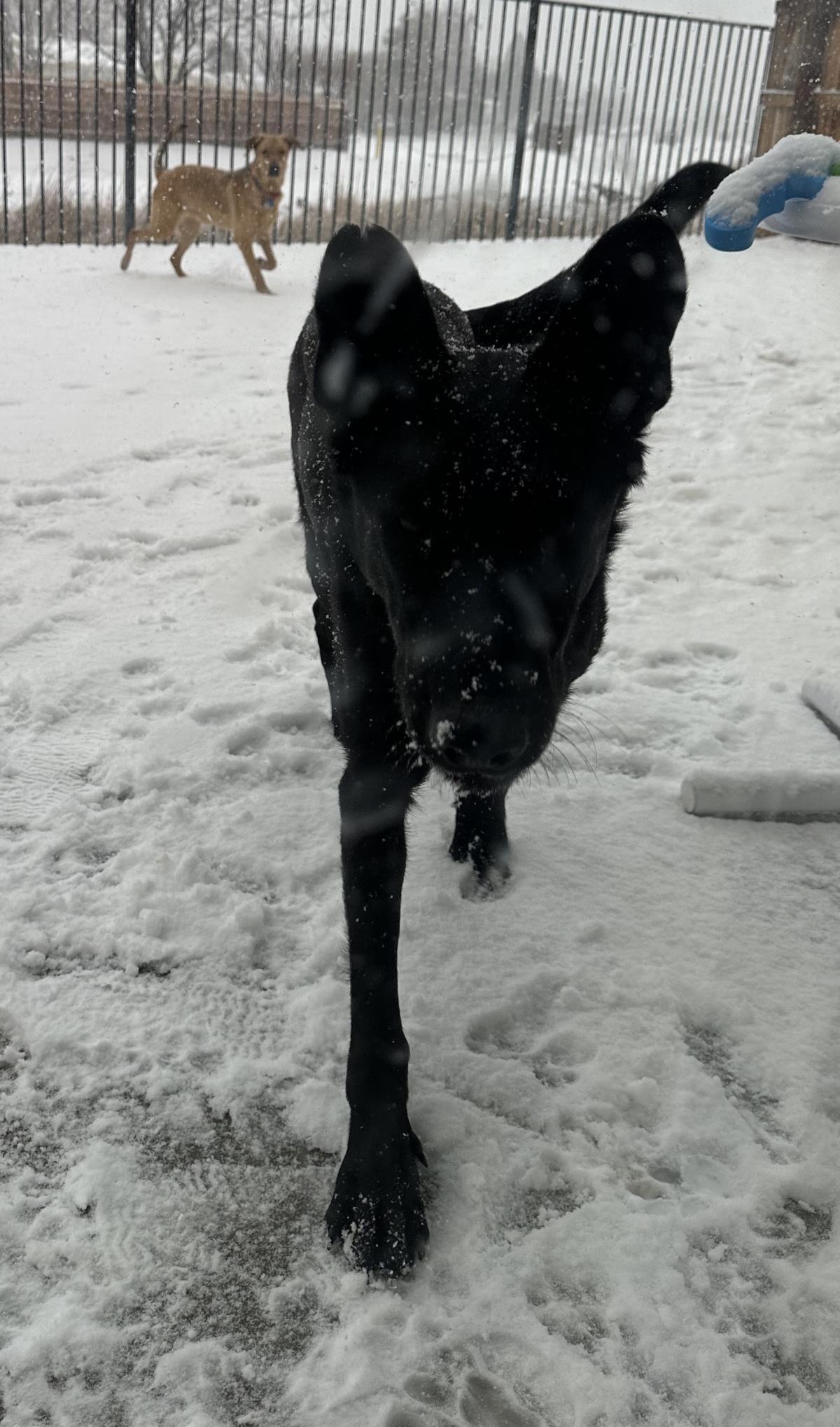 Onyx, Adoptable, Young Female German Shepherd Dog.