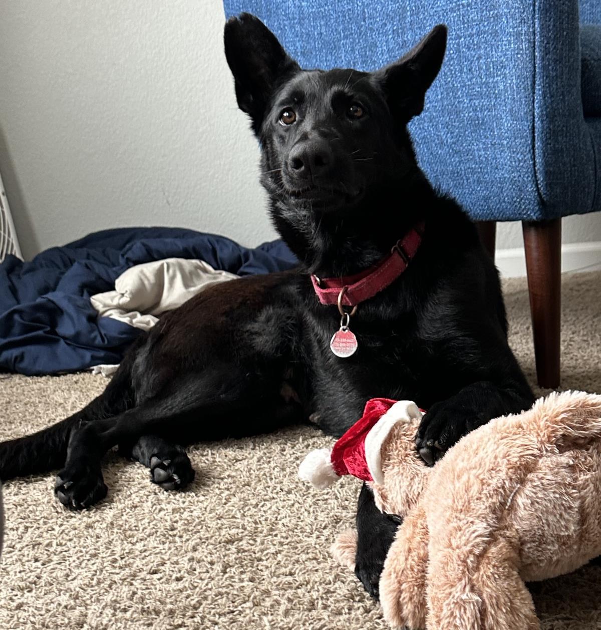 Enlarge Onyx, a Adoptable mixed breed in Stagecoach, NV image 1/1