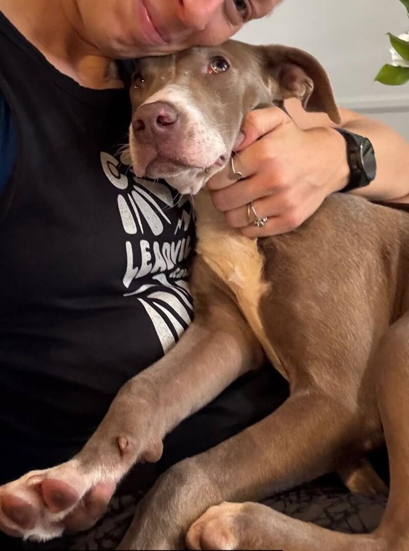 Fern, Adoptable, Young Female Pit Bull Terrier & Pit Bull Terrier.