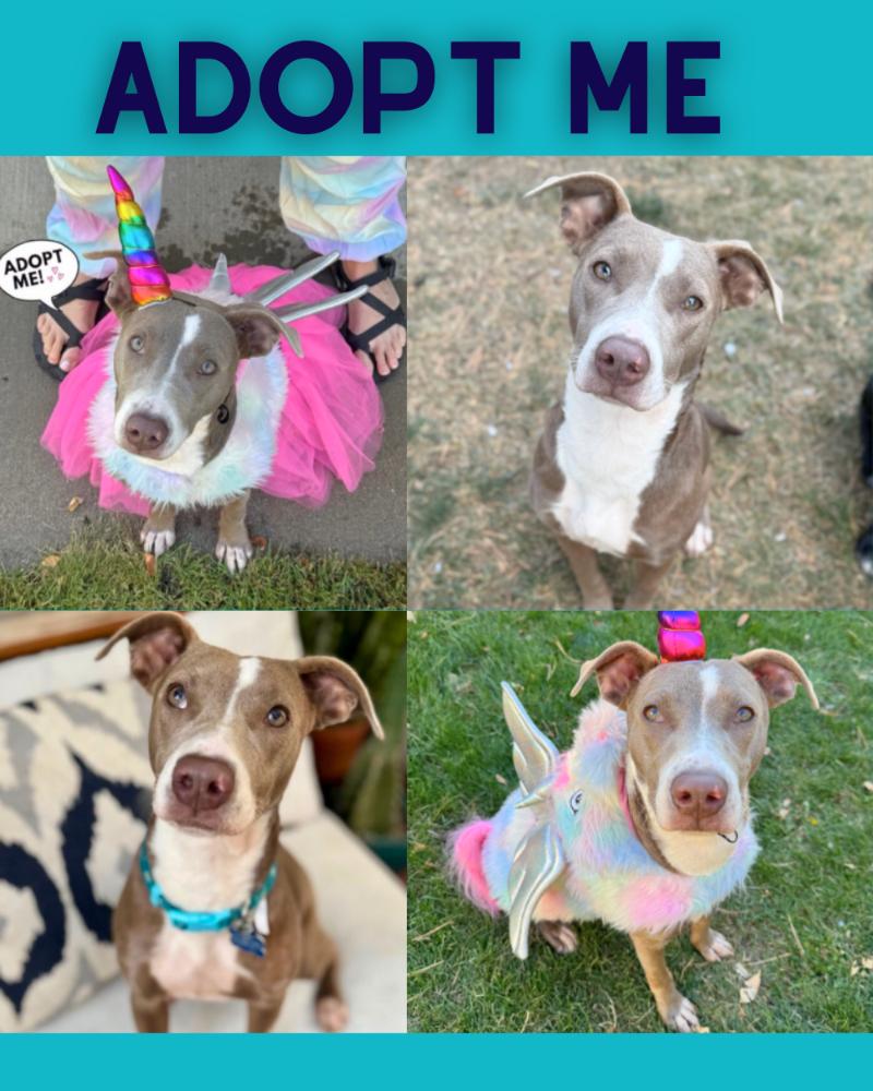 Fern, a Adoptable mixed breed in Boulder, CO image 2/5