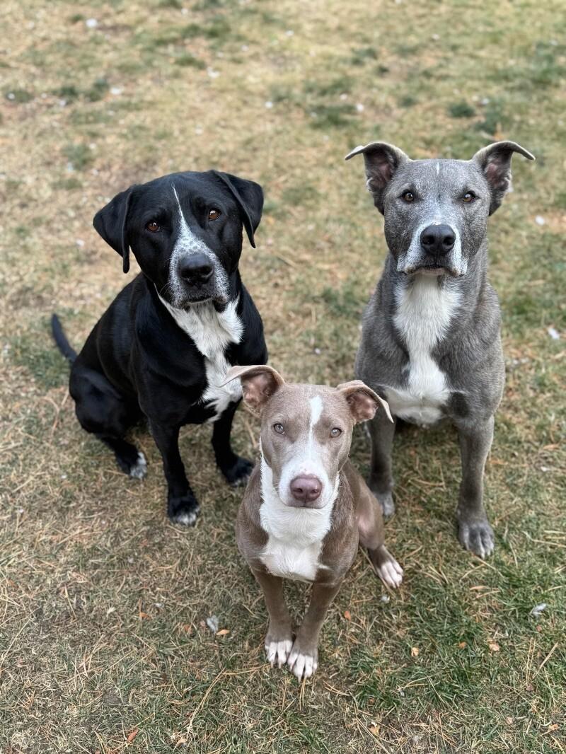 Fern, a Adoptable mixed breed in Boulder, CO image 3/5