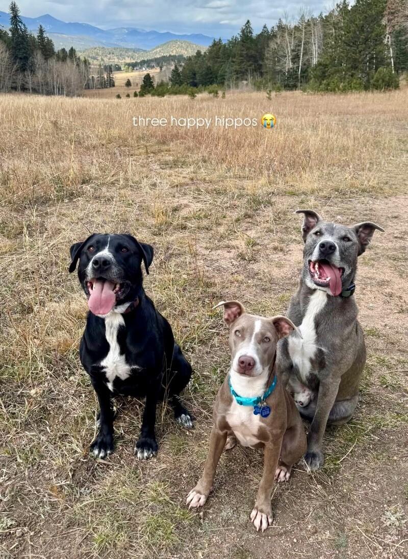 Fern, a Adoptable mixed breed in Boulder, CO image 4/5