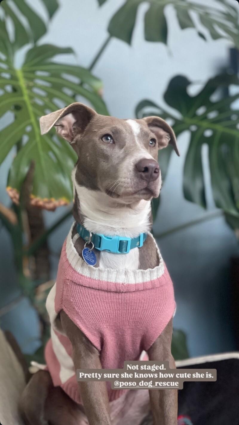 Fern, a Adoptable mixed breed in Boulder, CO image 5/5