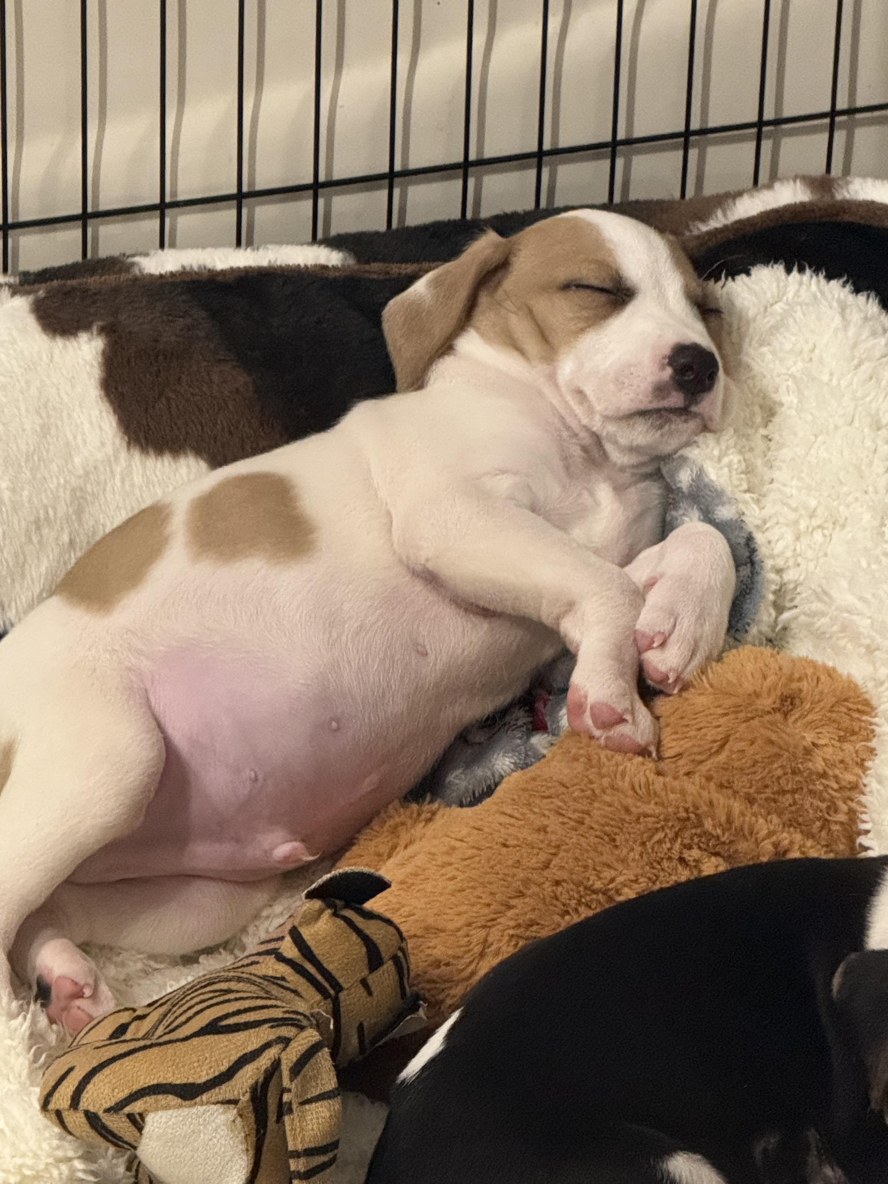 Enlarge Nicholas, an adopted mixed breed in Bronson, TX image 2/4