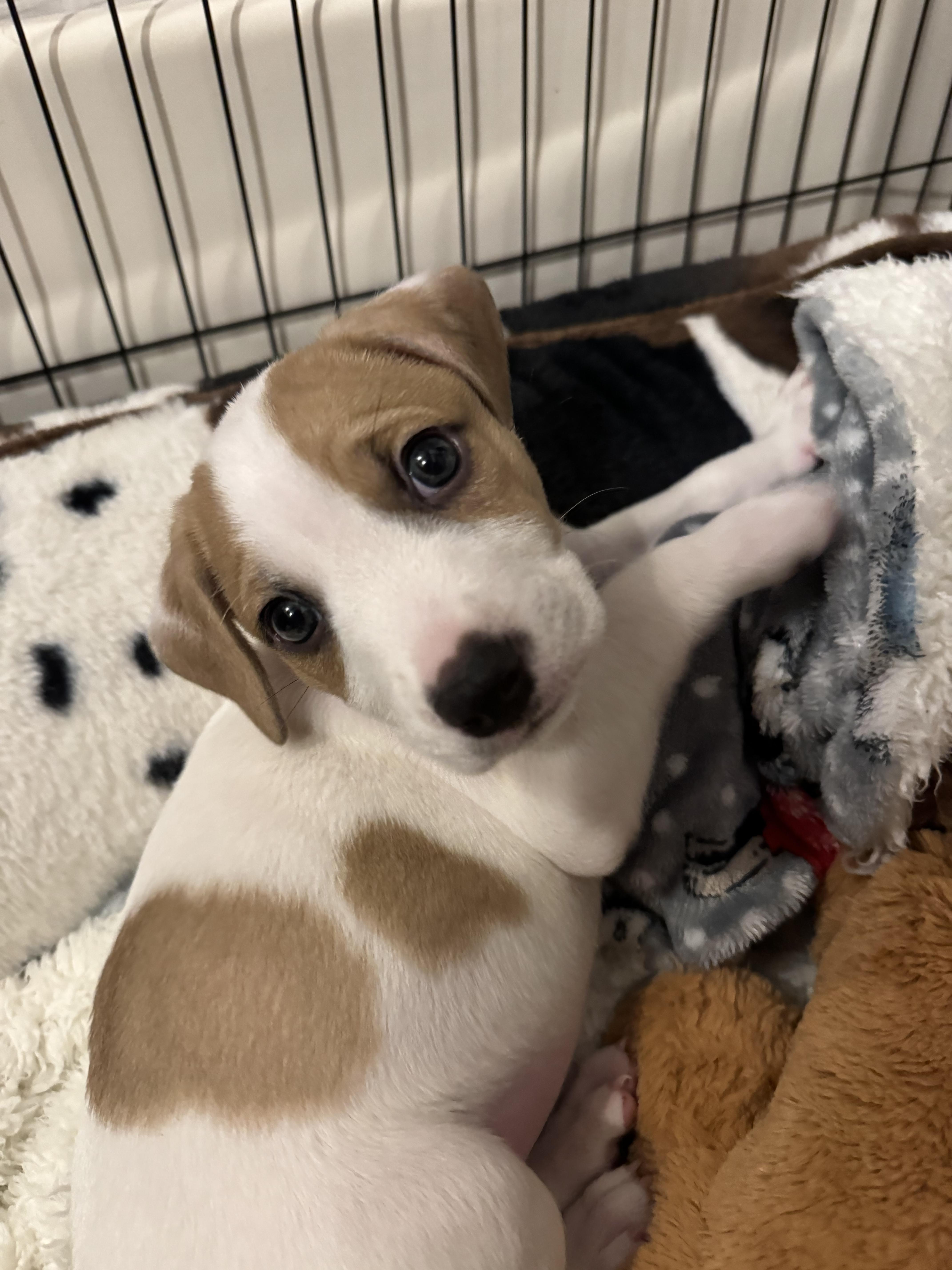 Enlarge Nicholas, an adopted mixed breed in Bronson, TX image 1/4