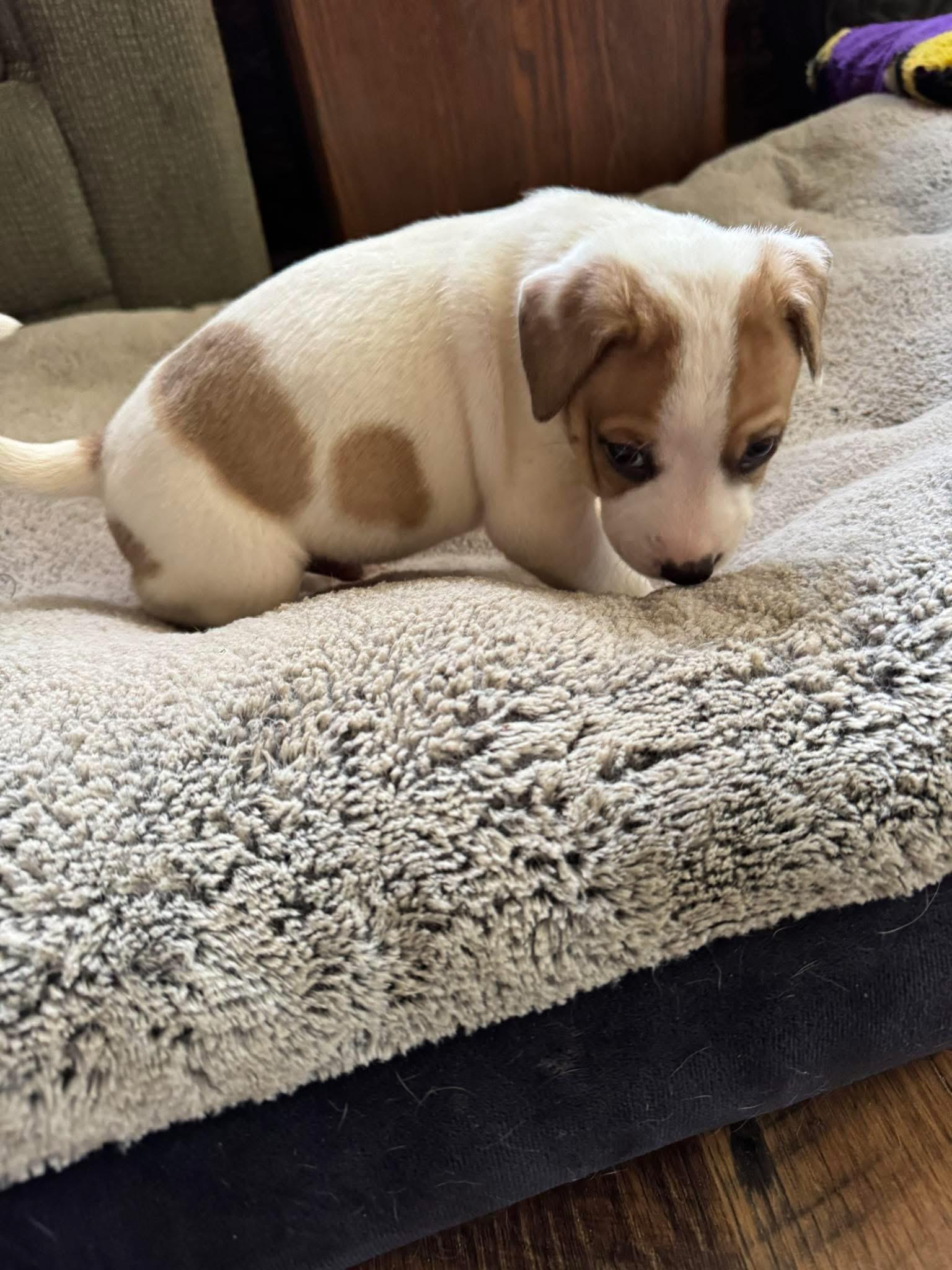 Enlarge Nicholas, an adopted mixed breed in Bronson, TX image 4/4