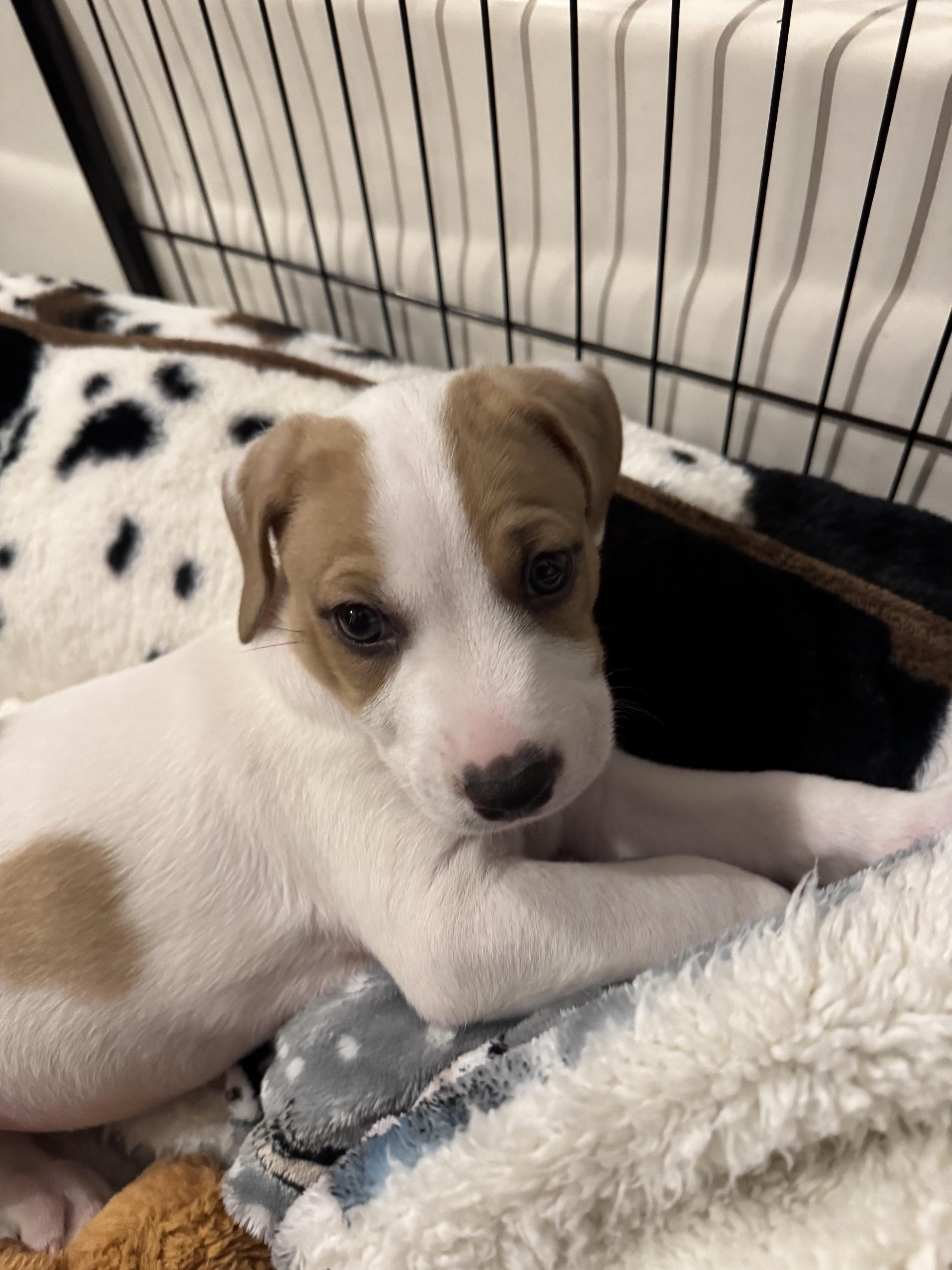 Enlarge Nicholas, an adopted mixed breed in Bronson, TX image 3/4