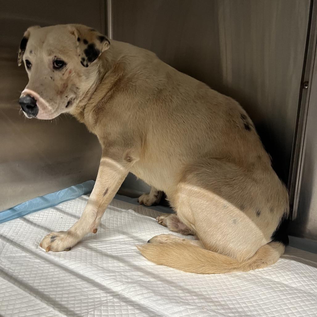 Enlarge Midtown, a Adoptable Mixed Breed in Pauls Valley, OK image 1/2