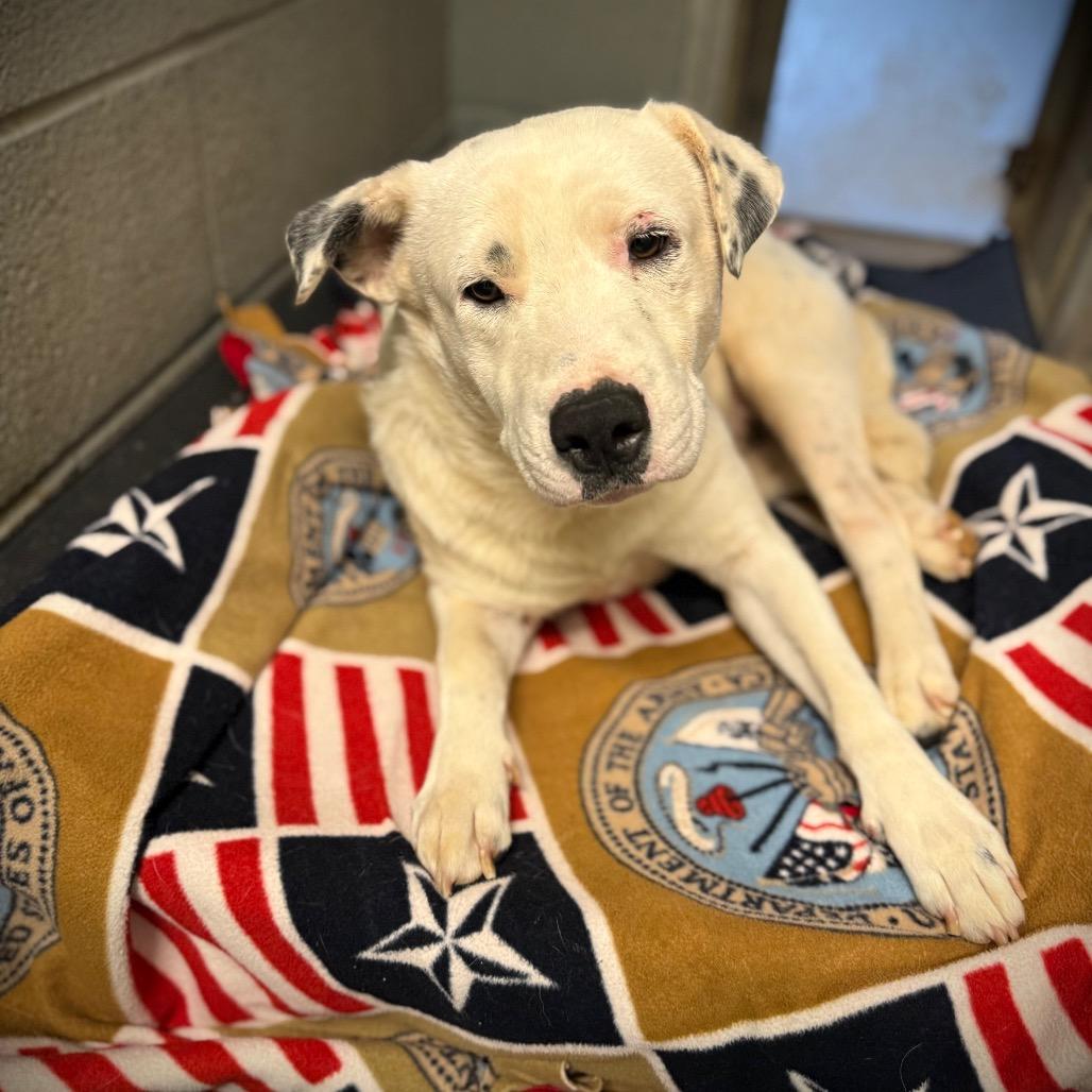 Enlarge Midtown, a Adoptable Mixed Breed in Pauls Valley, OK image 2/2