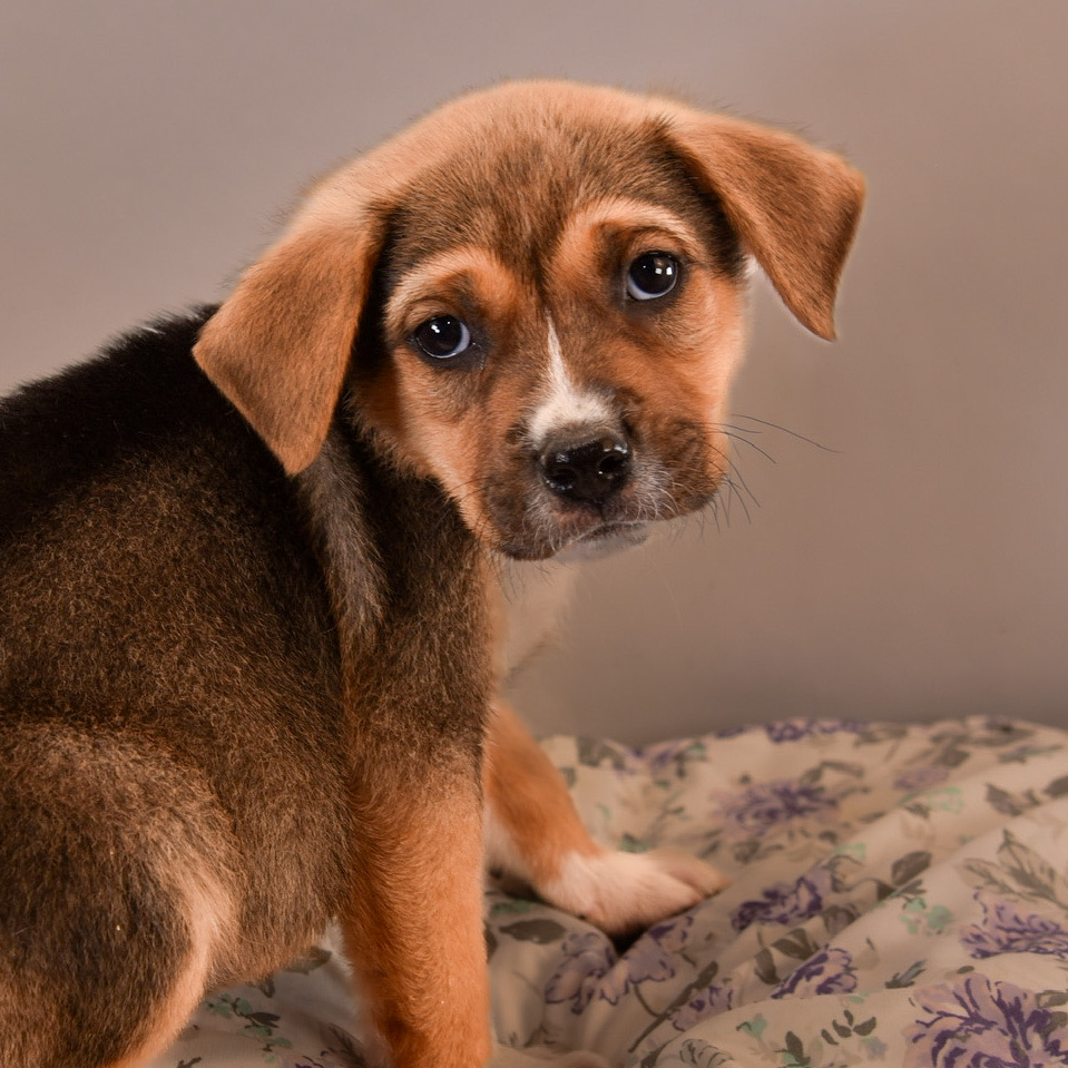Dog for adoption Dog Toys Crinkle, a Beagle & Australian Shepherd