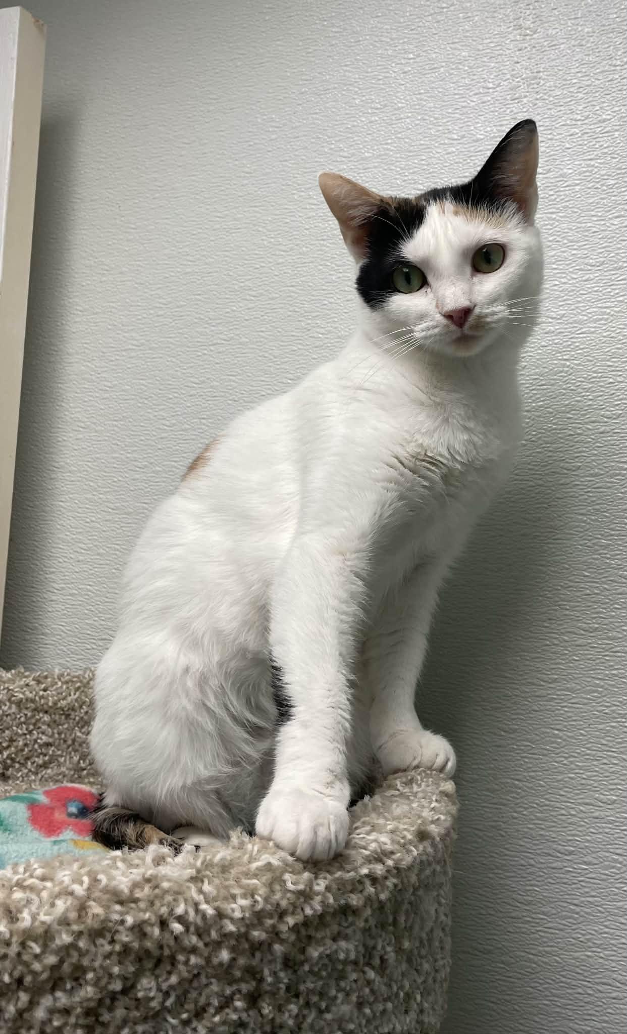 Enlarge Gigi AND Jenny, a Adoptable Domestic Short Hair in Gonic, NH image 1/3