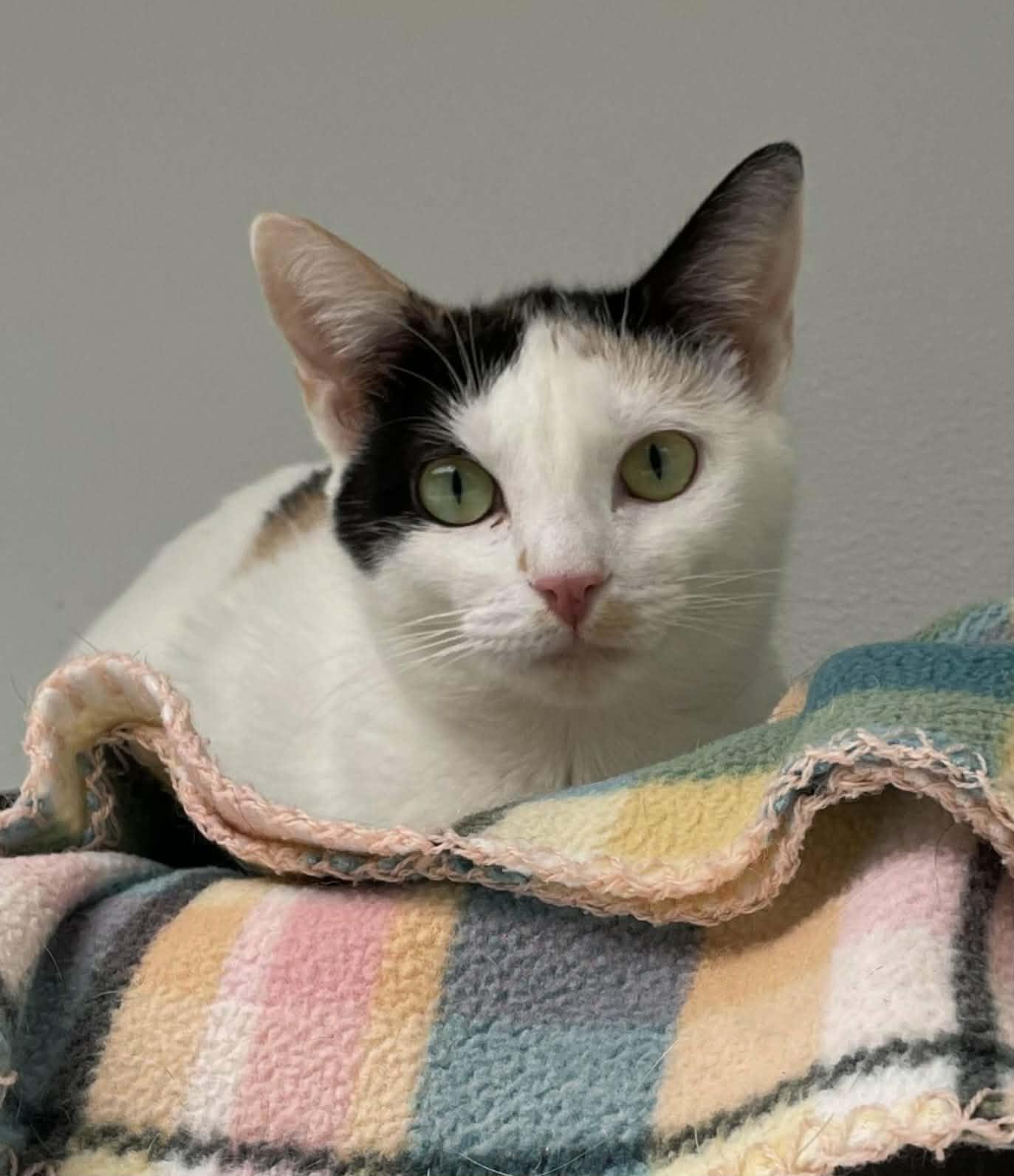 Gigi, Adoptable, Adult Female Domestic Short Hair.