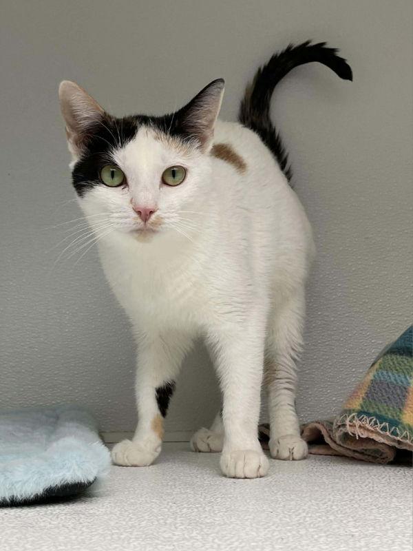 Enlarge Gigi AND Jenny, a Adoptable Domestic Short Hair in Gonic, NH image 3/3