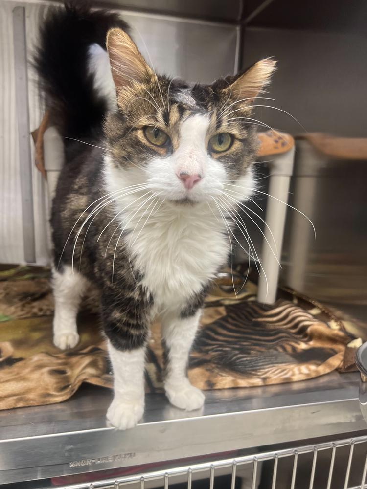 Enlarge Finnick, a Adoptable Domestic Long Hair in Bowling Green, OH image 2/3