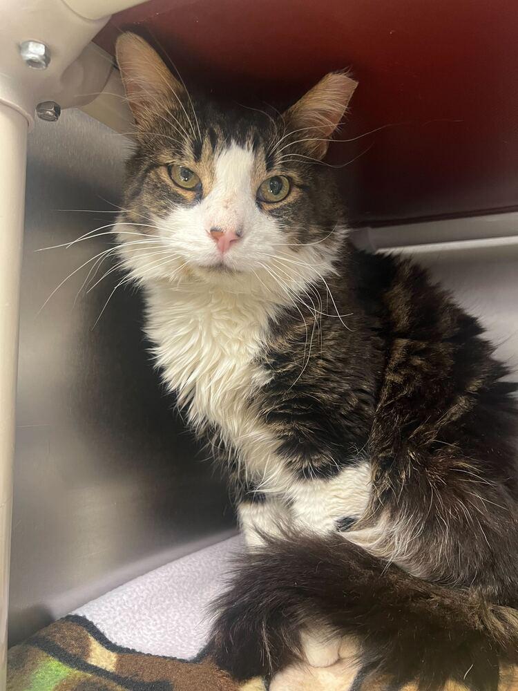 Enlarge Finnick, a Adoptable Domestic Long Hair in Bowling Green, OH image 3/3